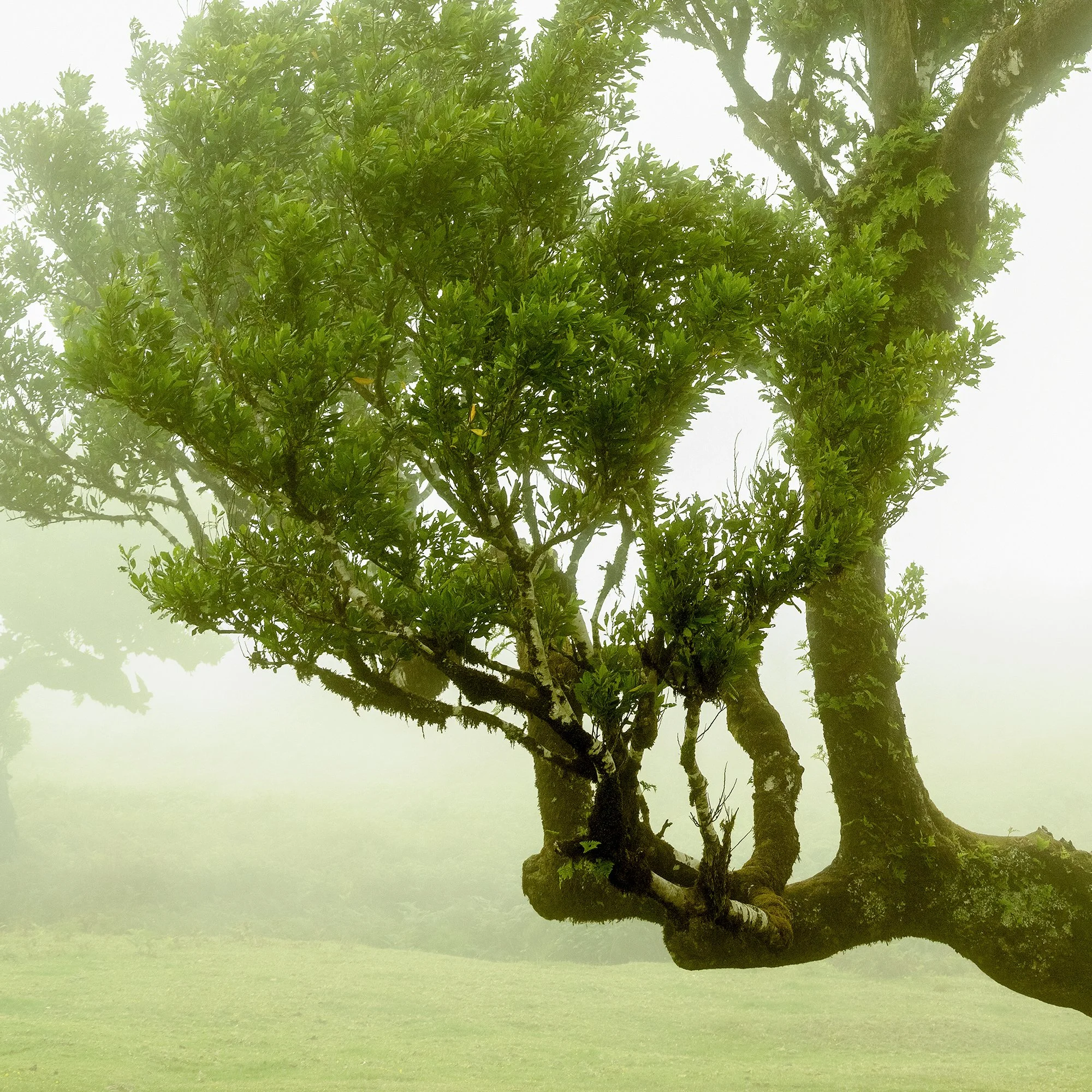 © 2021 Gerald Berghammer - A bent, twisted tree with green leaves in a foggy landscape with other trees in the background. Print detail 3