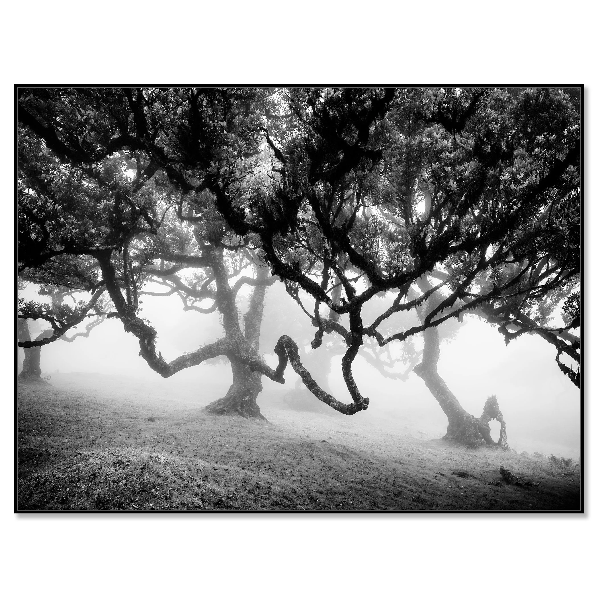 Black and white photo of twisted trees in a misty forest on a hillside – framed ArtBox black