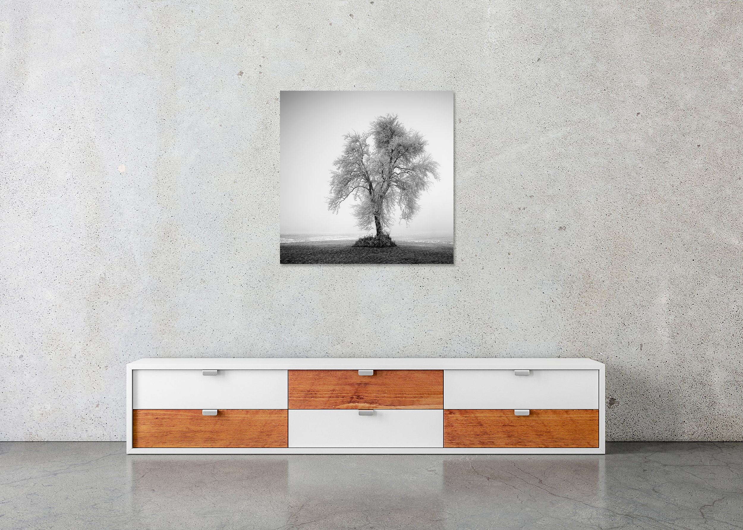Bare tree covered in frost in a foggy winter field, black and white nature image. ChromaLuxe Metal Print – Frameless
