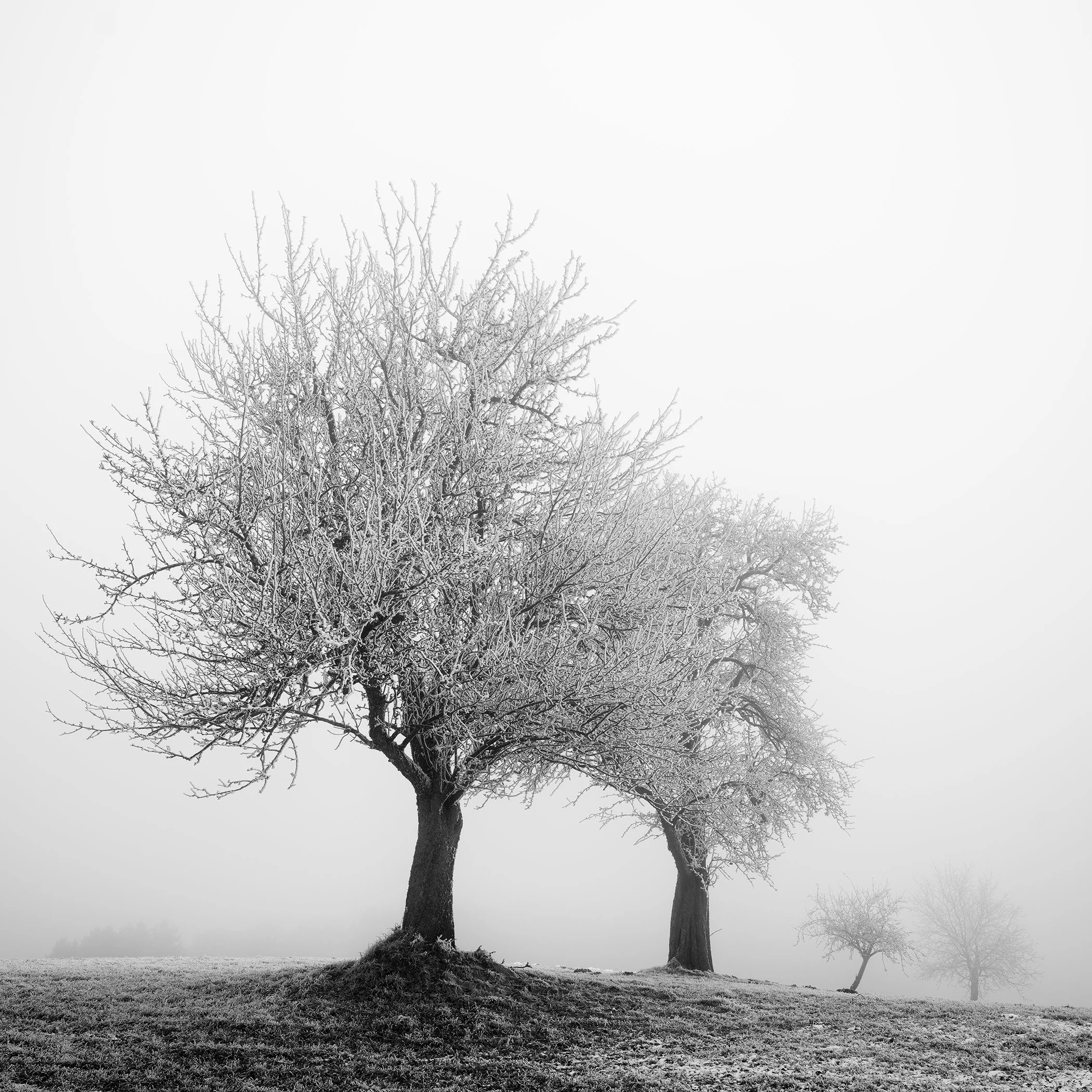 Frozen Landscape Study 1 – Austria, black-and-white fine art photograph of frost-covered trees in a misty winter landscape by Gerald Berghammer.