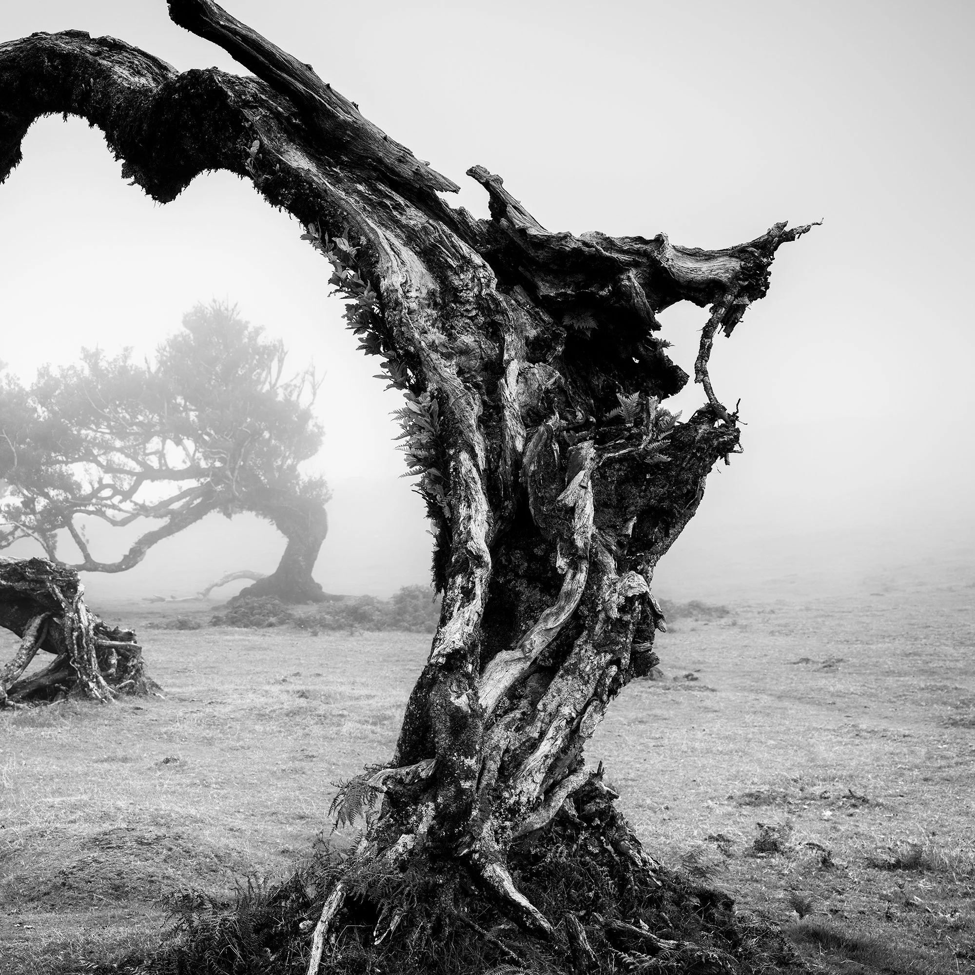 Close-up of a gnarled tree trunk with weathered bark in Madeira, Bent Tree in the Fog Study 1 by Gerald Berghammer.