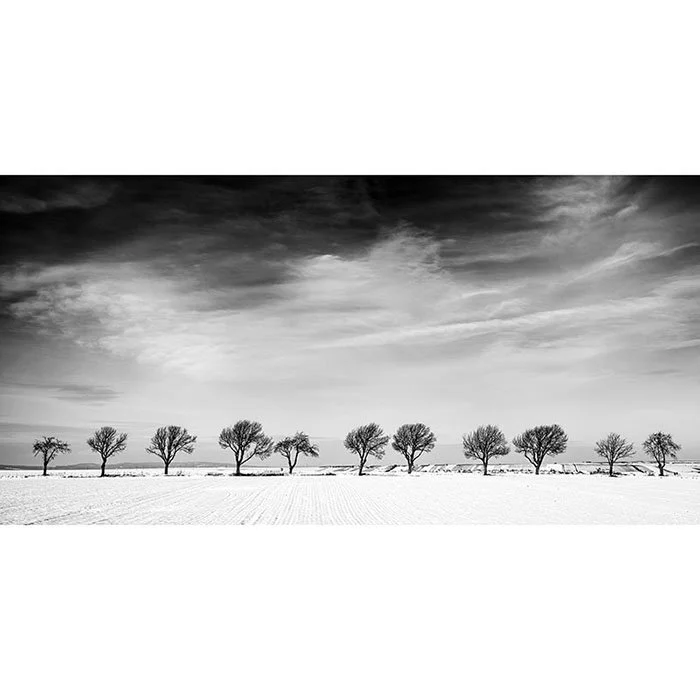 Eleven Trees in a Snow Field – Austria | Gerald Berghammer