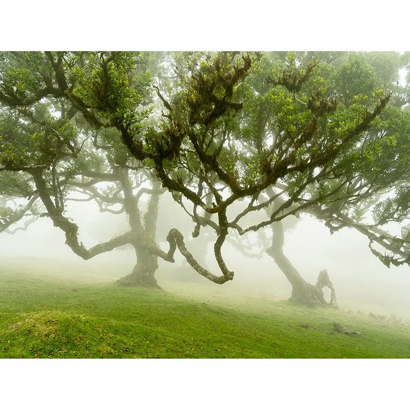 Gerald Berghammer - Fairy Forest in the Fog Study 1, Portugal