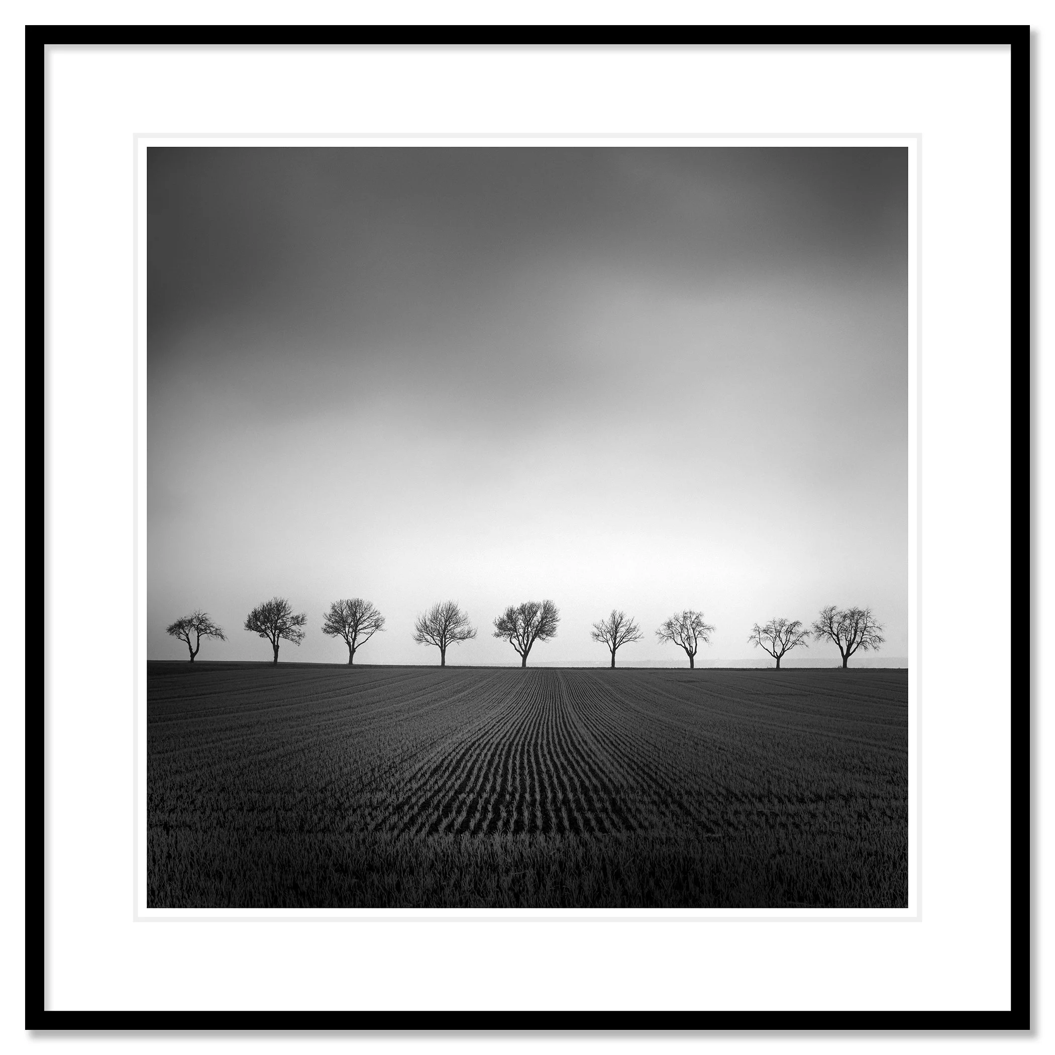 Nine Cherry Trees Study 2 – archival pigment print in a black aluminium frame with a white museum-quality mount by Gerald Berghammer.