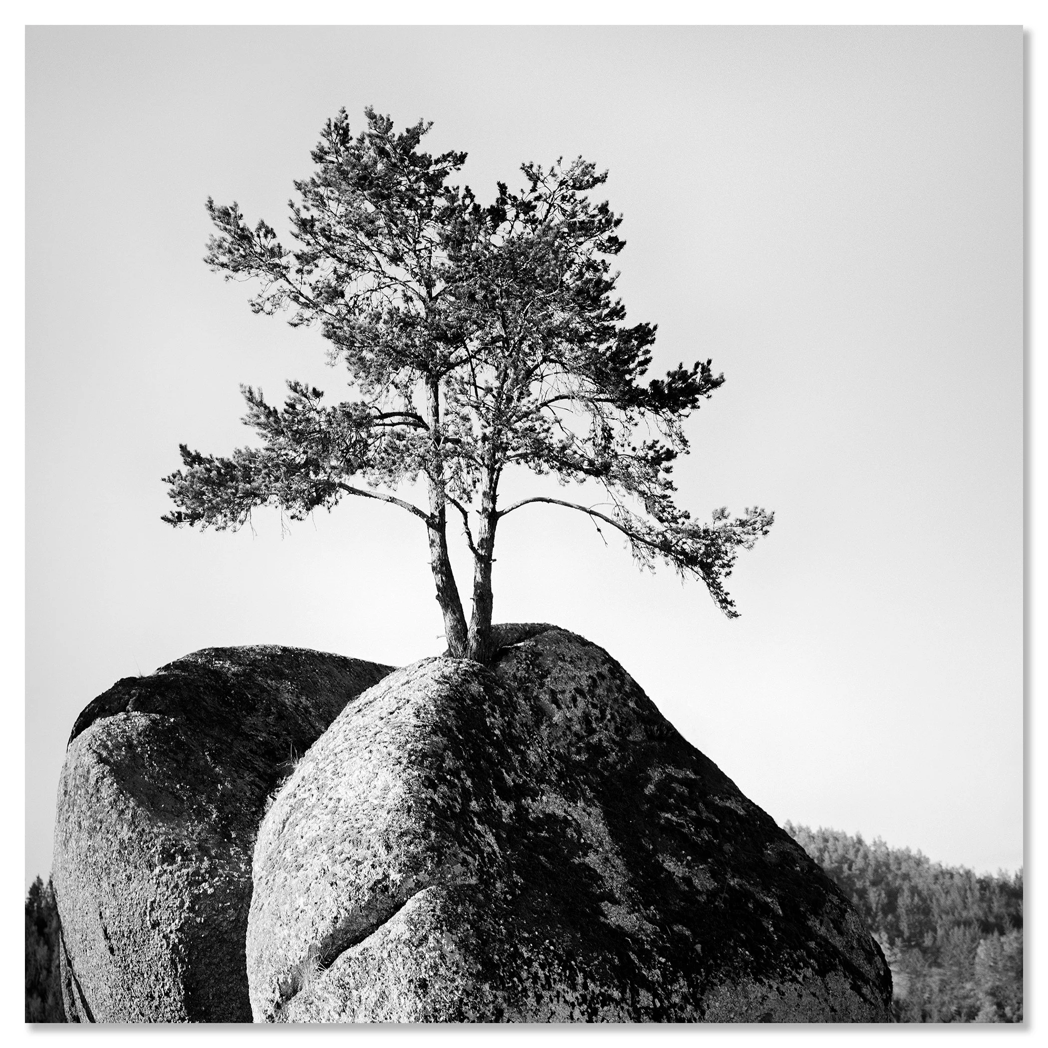 Black and white photograph of a solitary tree growing on a large rock, dibond frameless