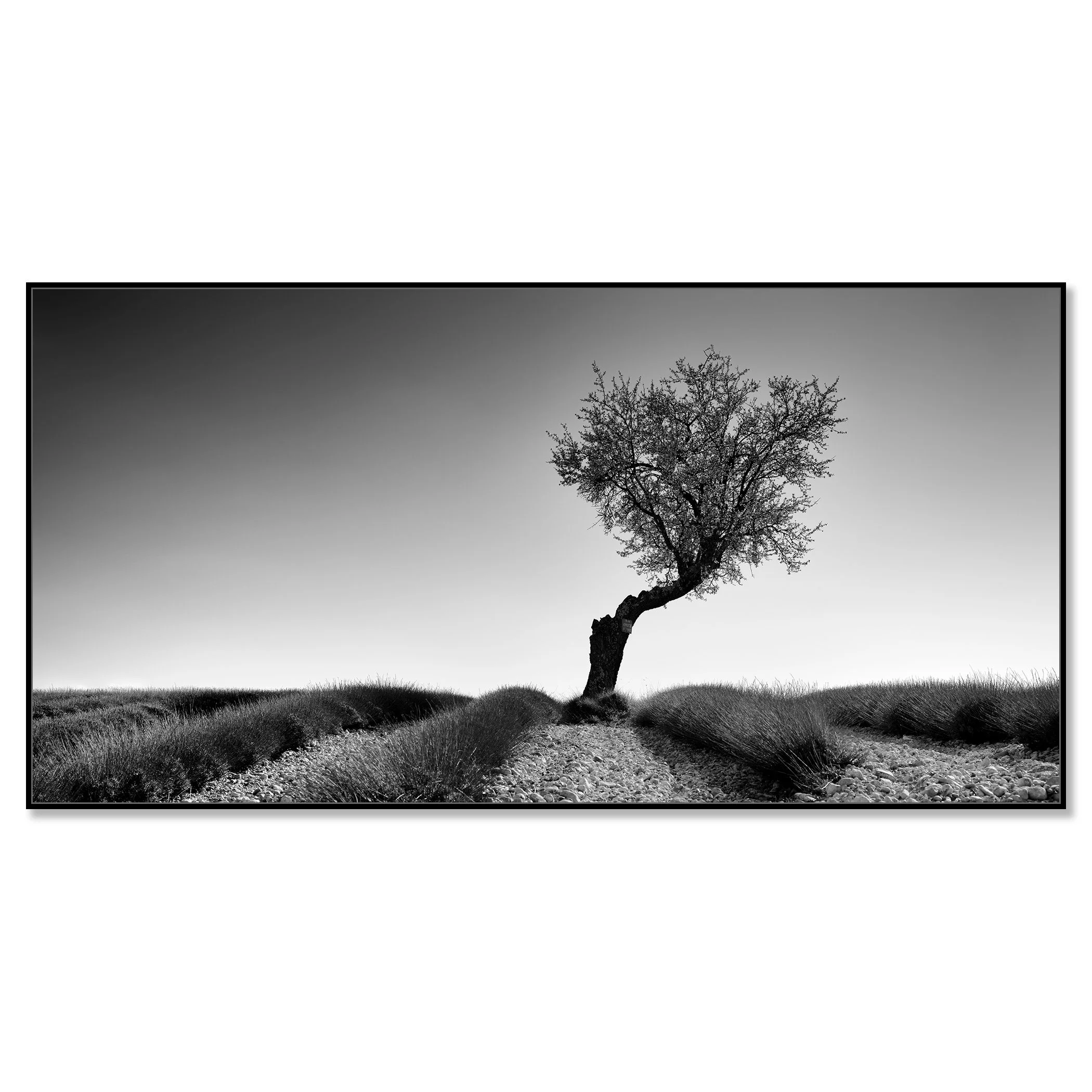 Black and white photo of a lone twisted tree in a lavender field – framed ArtBox black