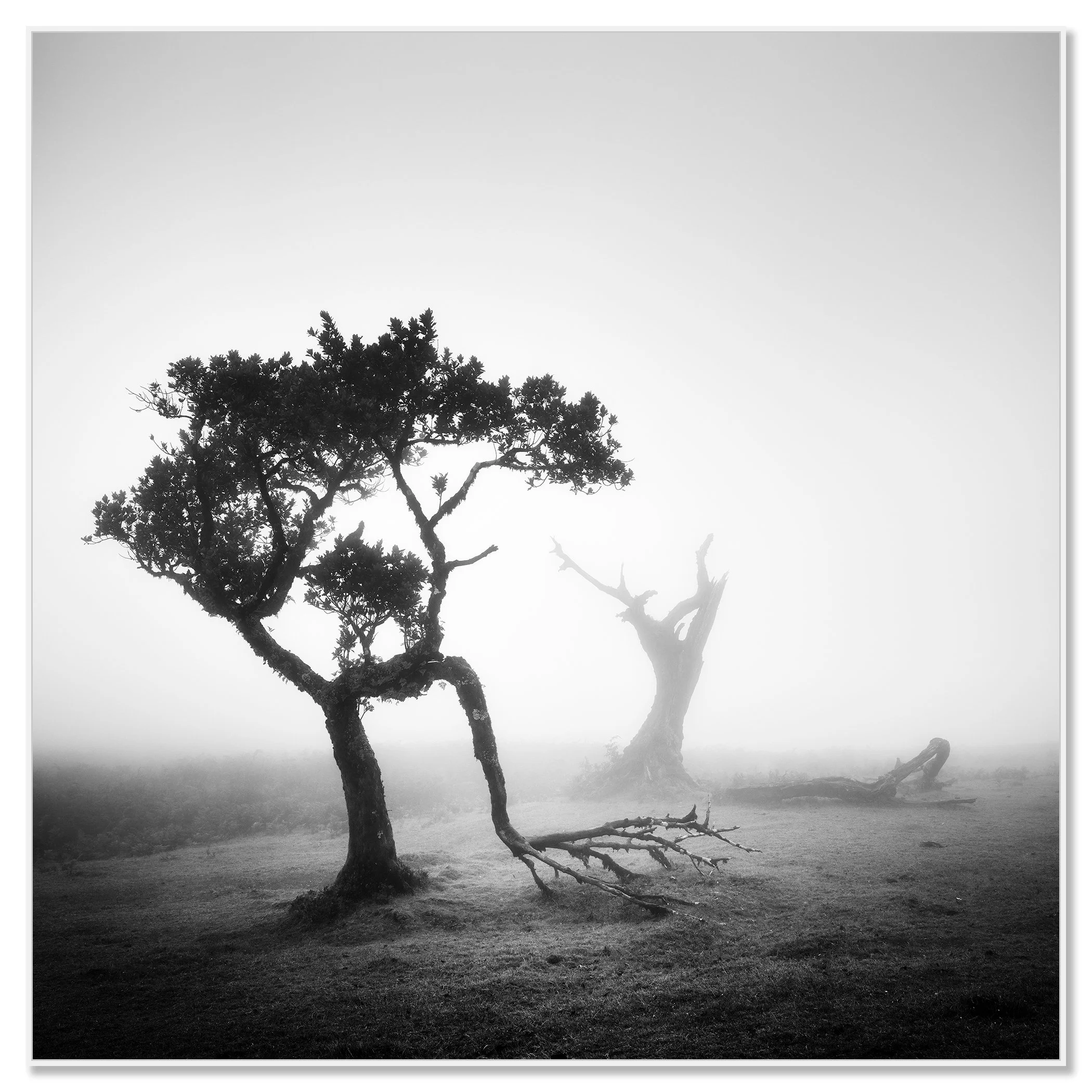 Monochrome mystic landscape photograph showing two bare trees in fog on Madeira, with one tree tilted and partly down – framed ArtBox white