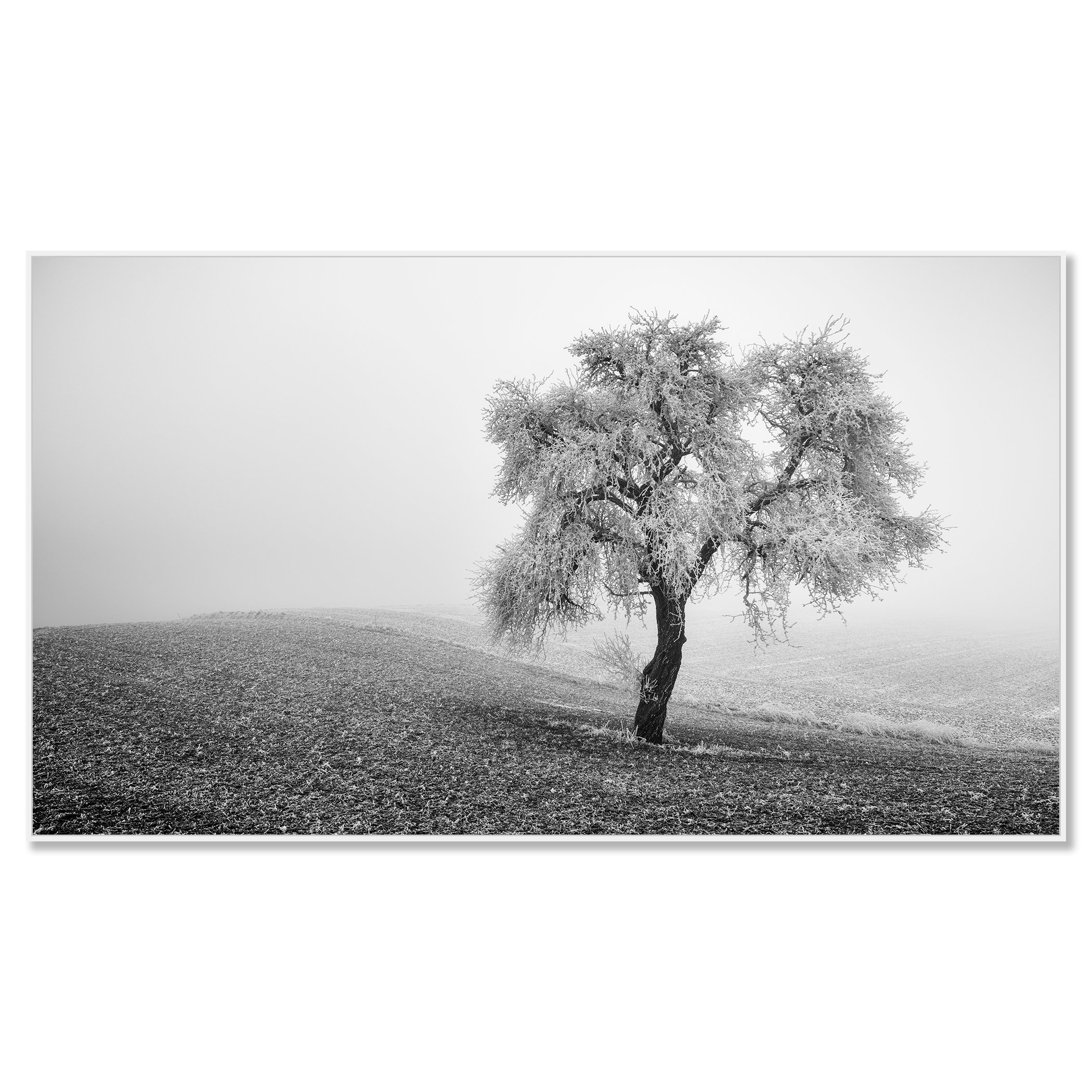 Tree in Frozen Field Panorama Study 1 – black-and-white photograph on aluminium Dibond in a white ArtBox frame by Gerald Berghammer.