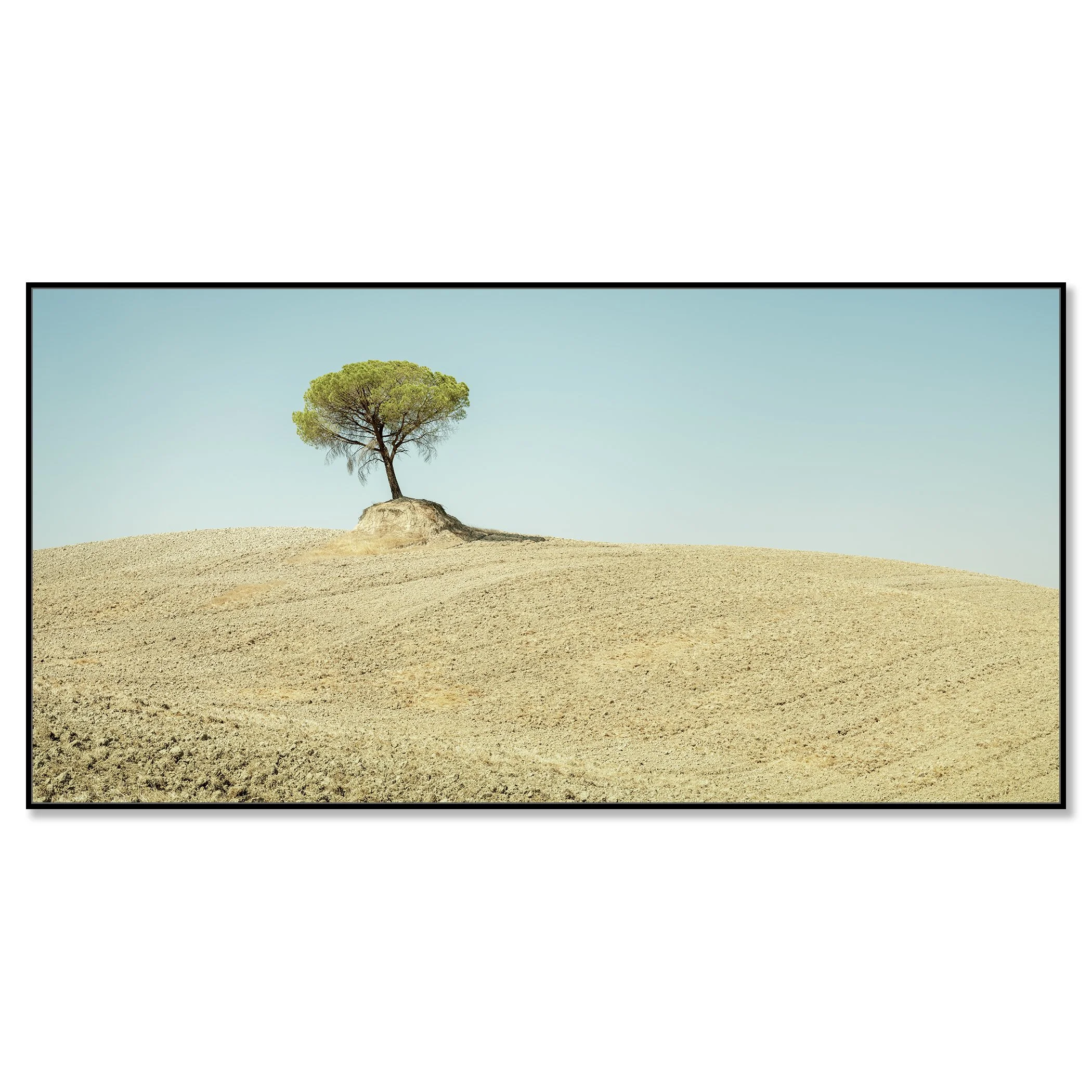 Italian Stone Pines, Study 6 – colour photograph on aluminium Dibond in a black aluminium ArtBox. Photo by Gerald Berghammer.