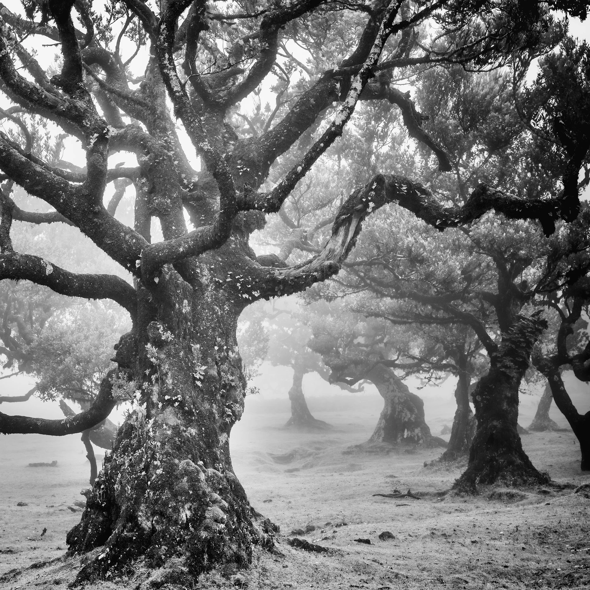 Close-up of twisting laurel tree branches and mist-covered woodland in Madeira's Laurisilva Forest, black-and-white photography by Gerald Berghammer.
