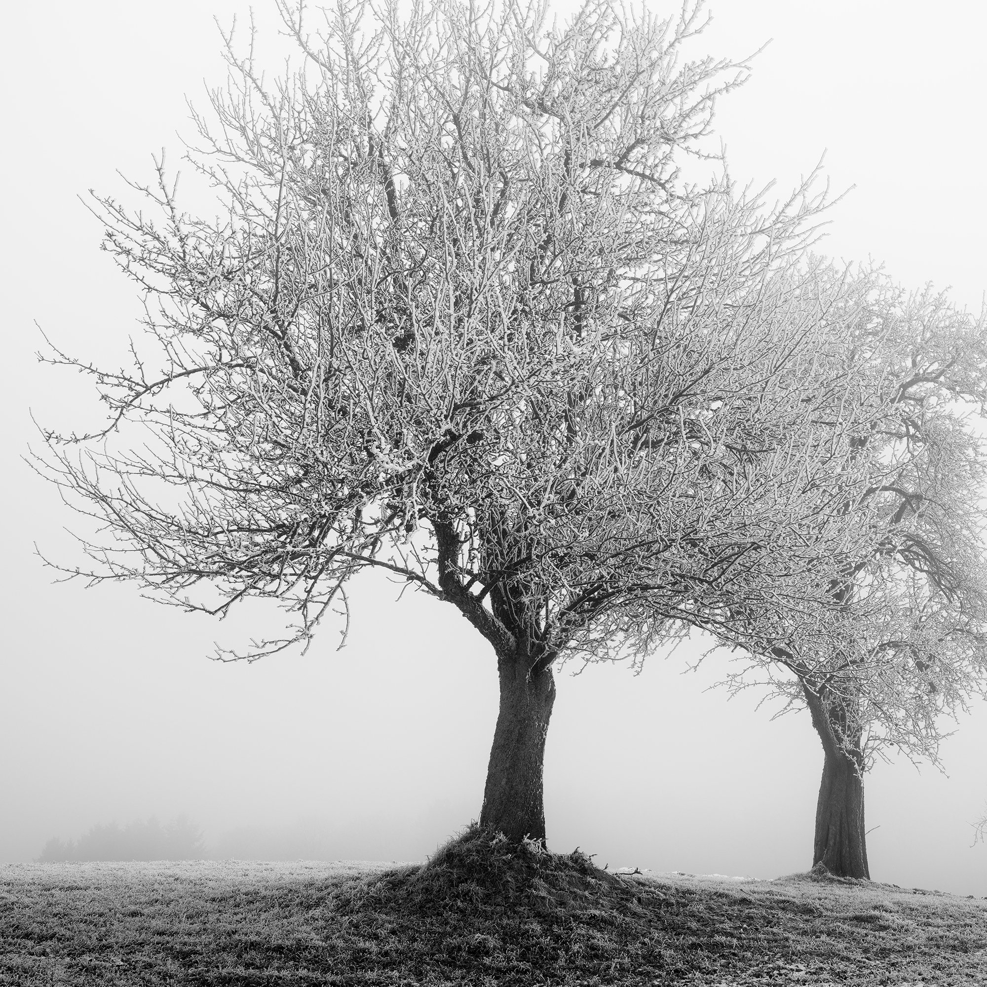 Close-up of frost-covered winter trees in Frozen Landscape Study 1 by Gerald Berghammer.