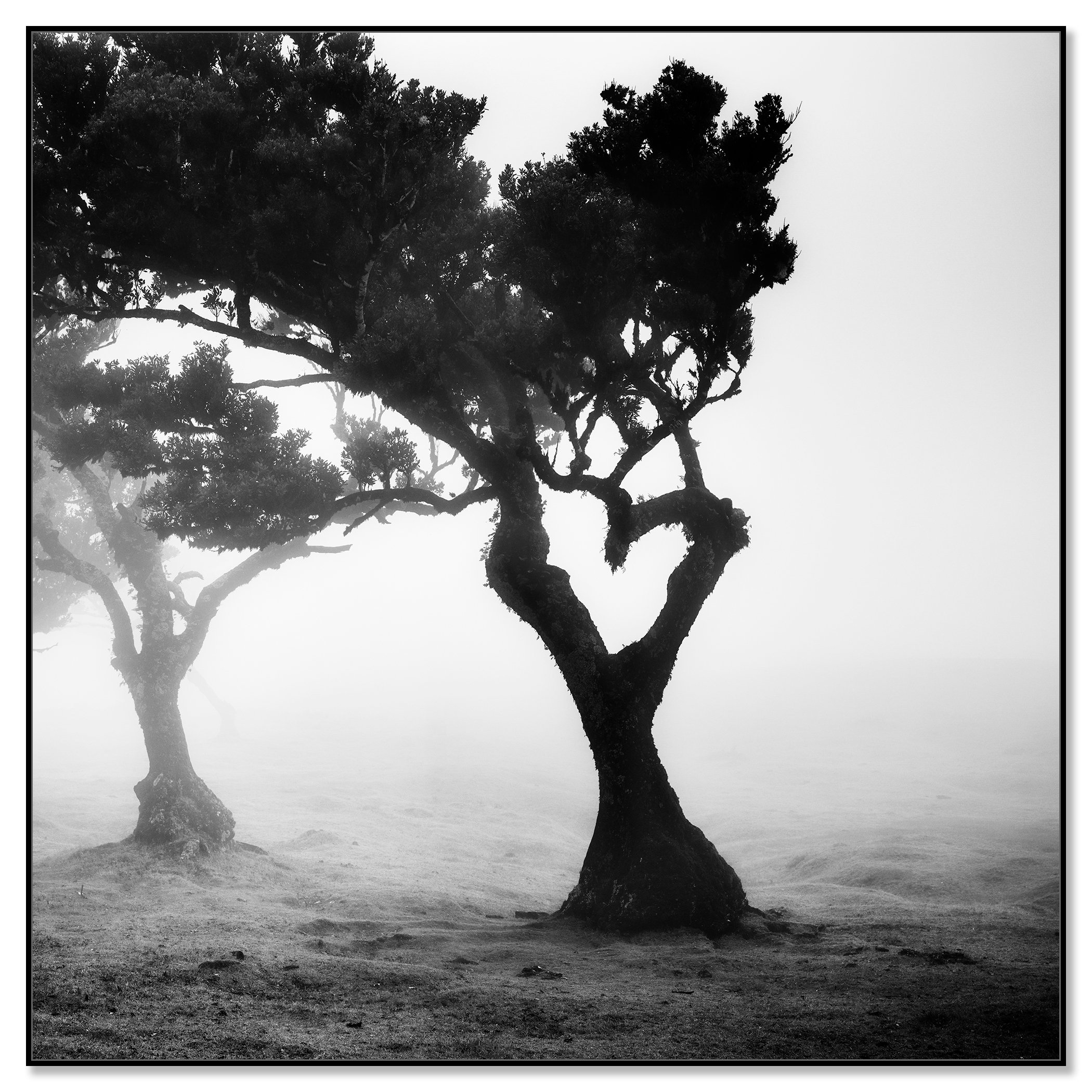 gerald-berghammer-love-in-the-mist-forest-portugal-dibond-artbox-black.jpg