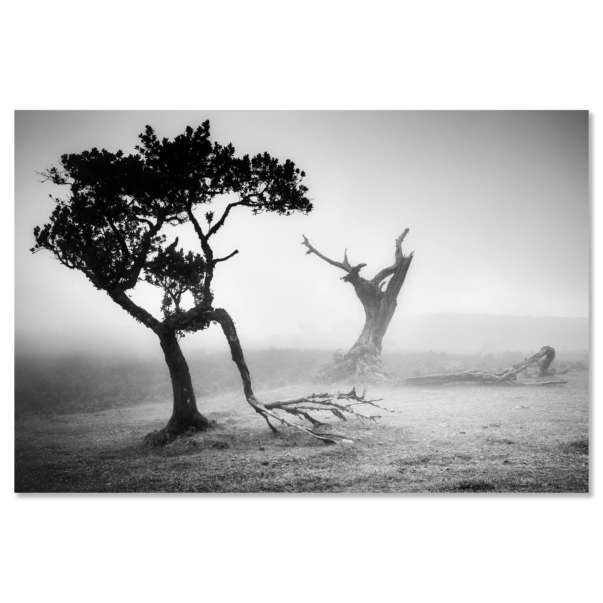 Ancient laurisilva forest with a solitary tree in soft morning mist at Fanal, Madeira, Portugal – dibond frameless