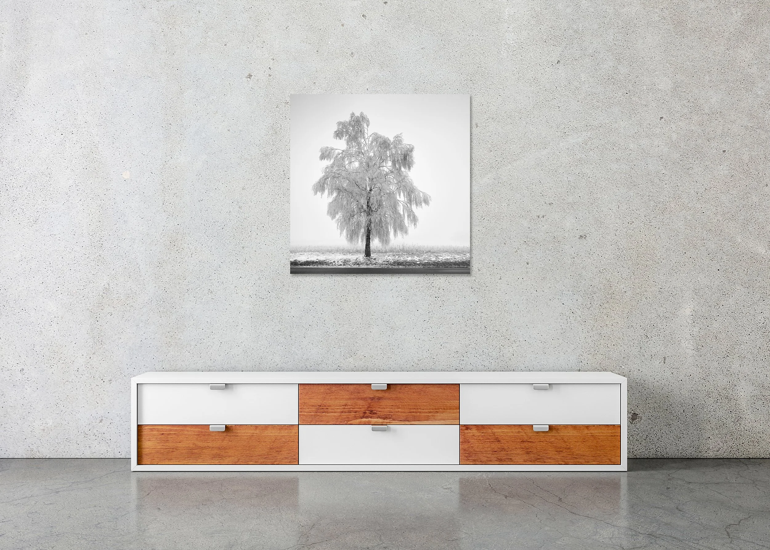 Frozen Birch Tree Study 1 displayed in a modern interior as a frameless black-and-white aluminium Dibond print by Gerald Berghammer.