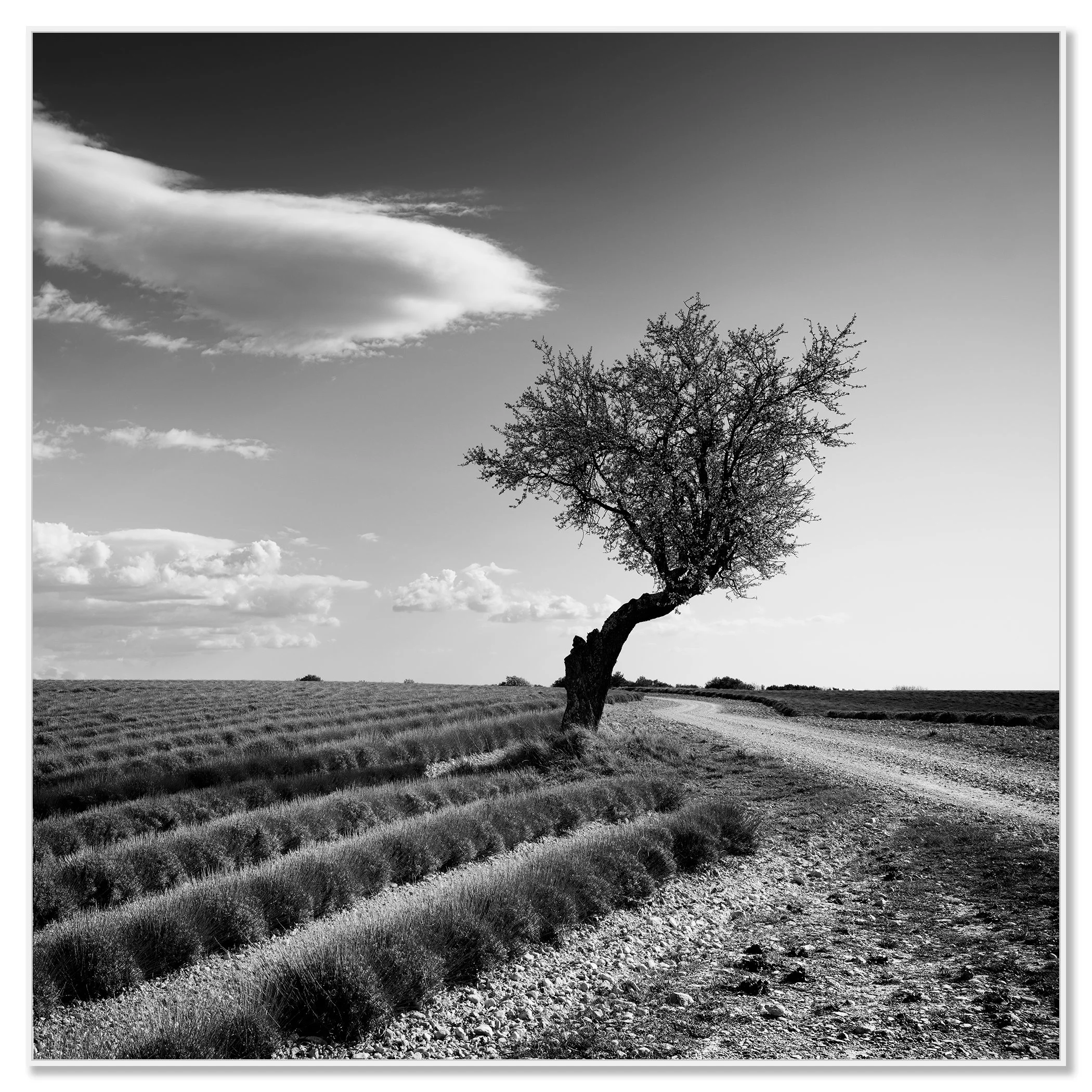 Fine art black and white photo of a lone tree by a dirt road in open farmland beneath a dramatic sky – framed ArtBox white