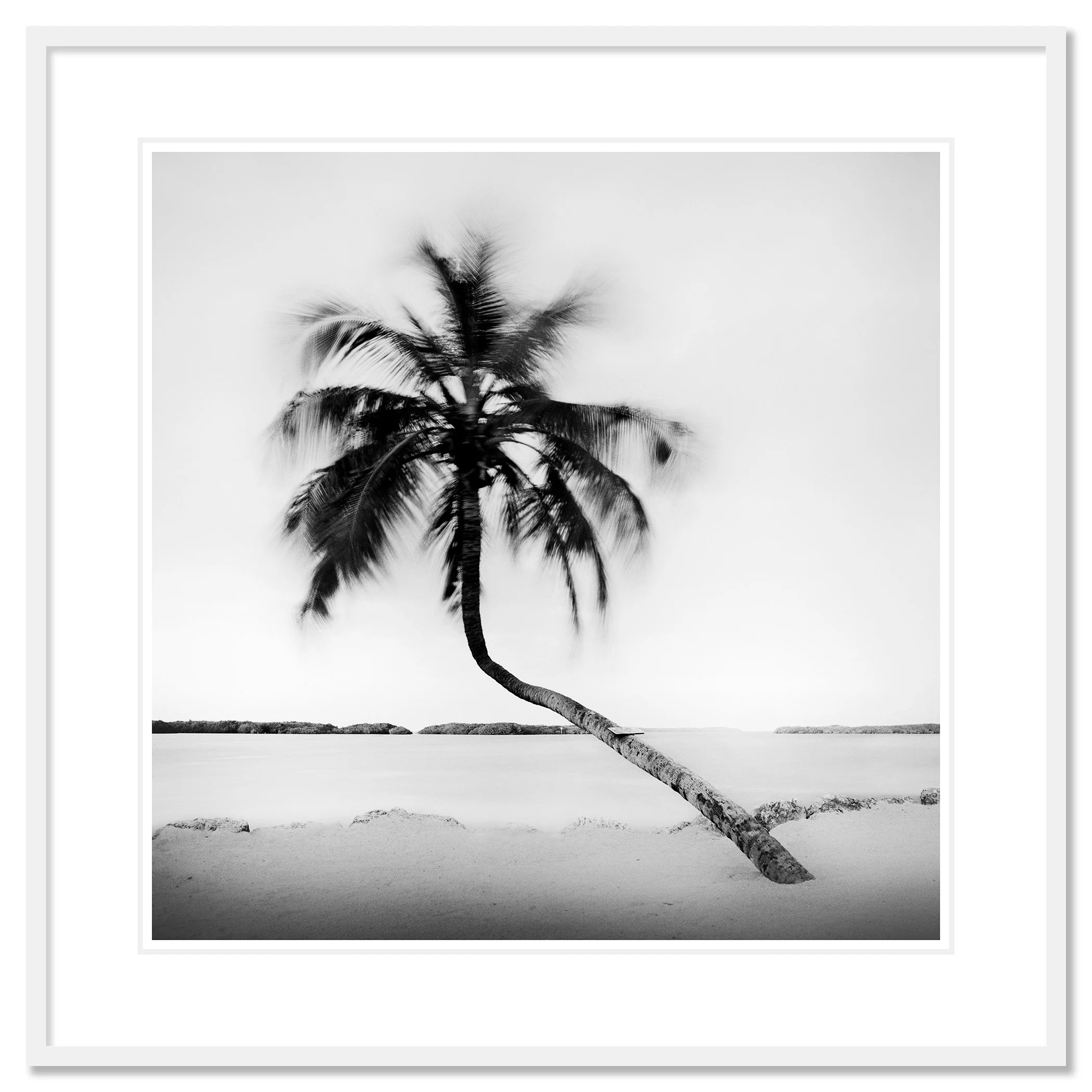 Bent Palm Study 1 presented in a white aluminium frame with a white mount by Gerald Berghammer.