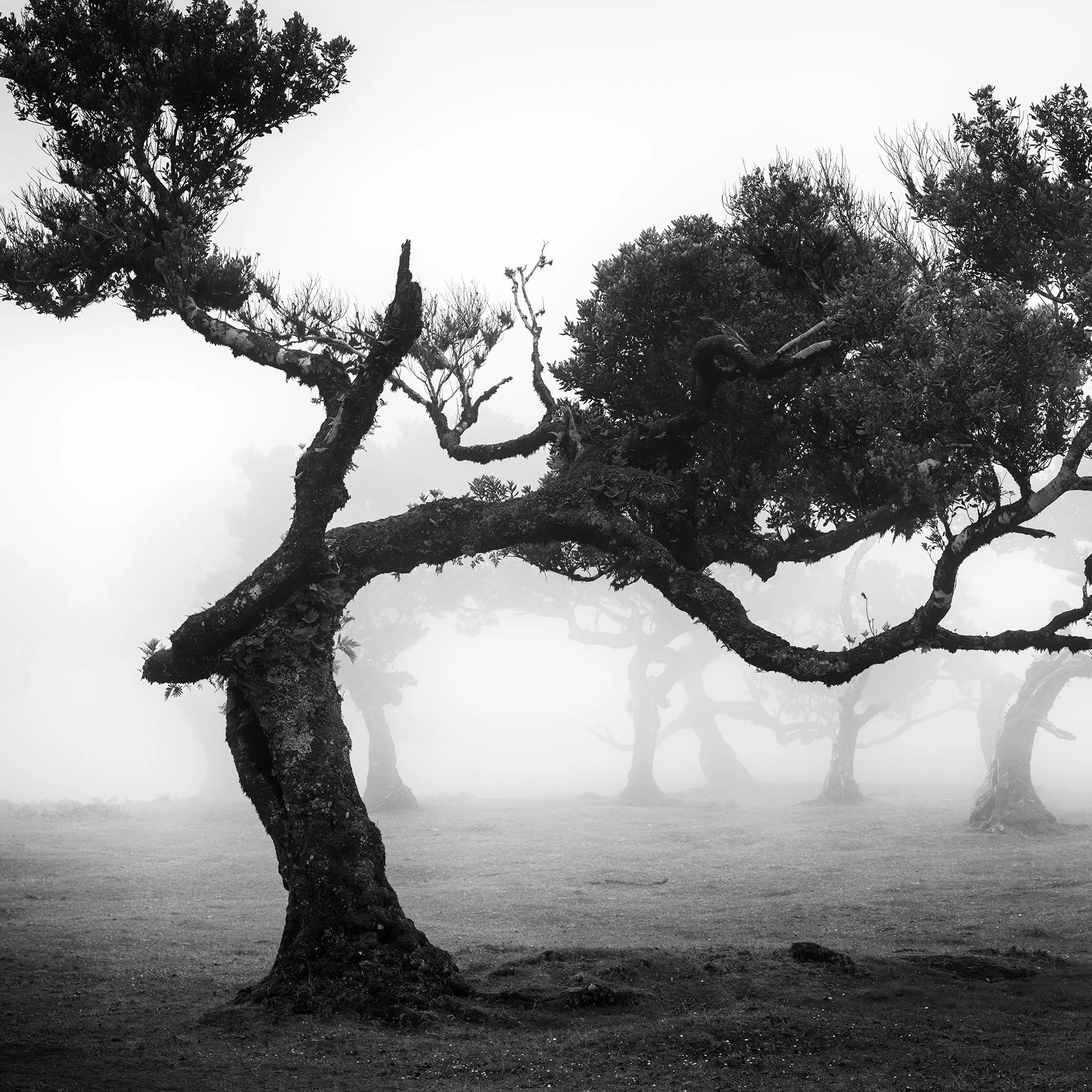 Detail of the twisted laurel tree trunk and spreading branches in Fanal Forest, Madeira by Gerald Berghammer.