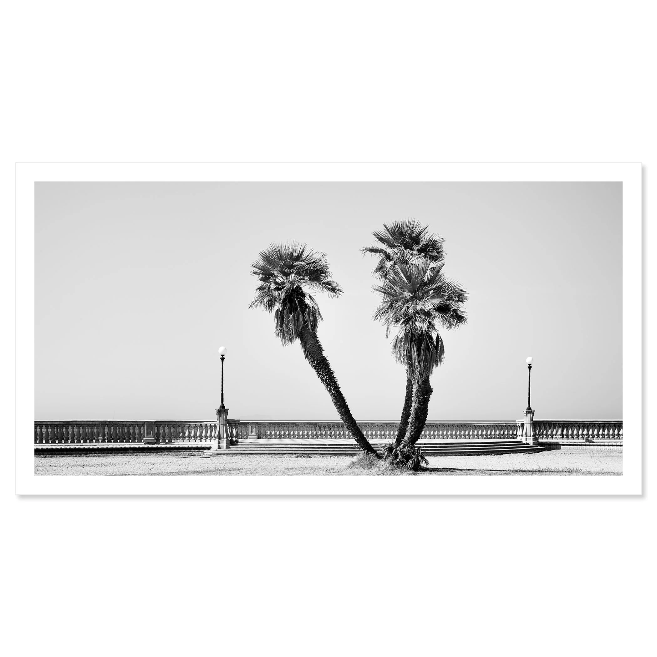 Palm Trees Study 2 by Gerald Berghammer, black-and-white panoramic fine art print of palm trees at Terrazza Mascagni in Tuscany, Italy.