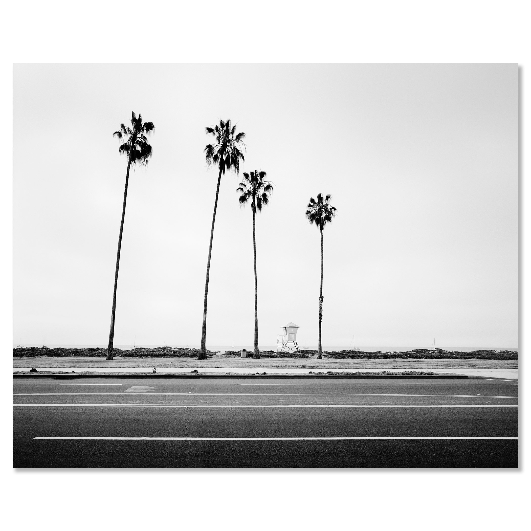 Palm Tree Study 4 presented as a frameless black-and-white aluminium Dibond print by Gerald Berghammer.