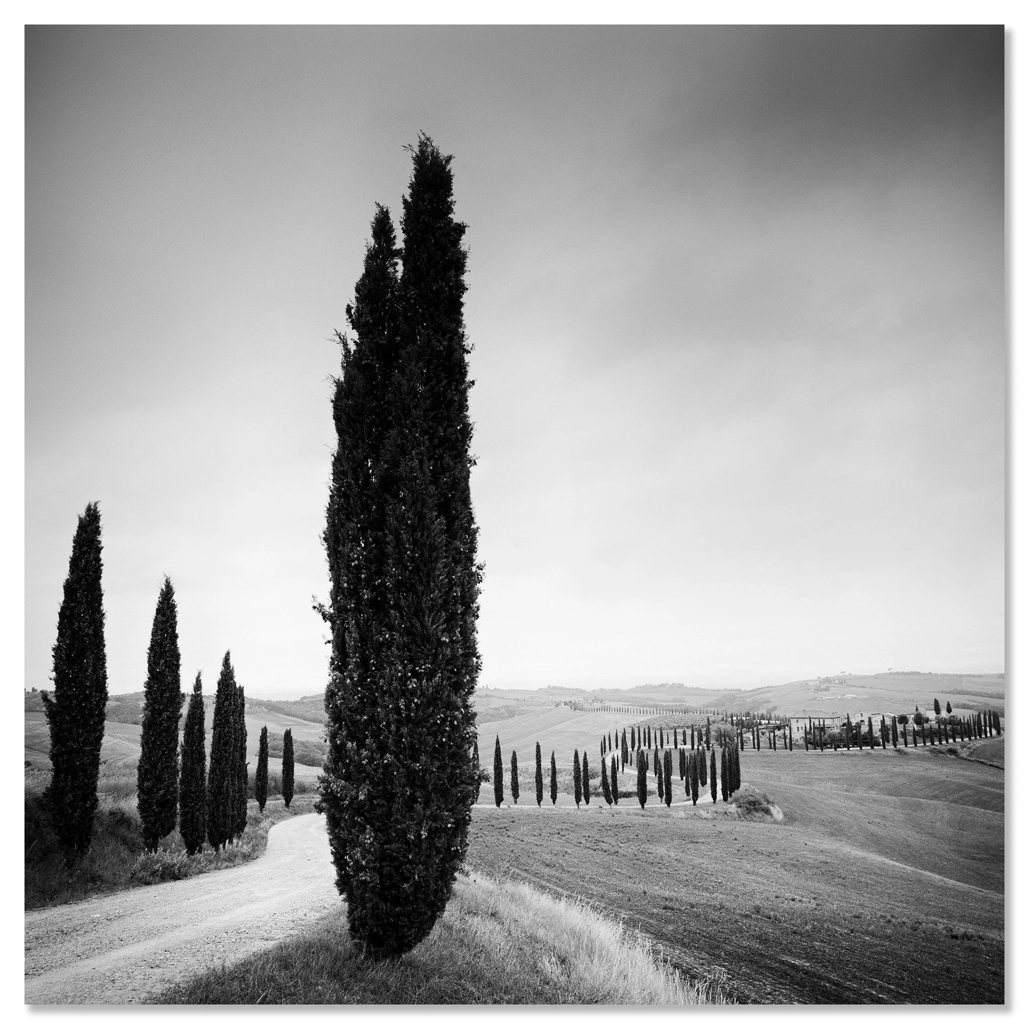 Black and white photo of a cypress-lined country road through rolling countryside – dibond frameless