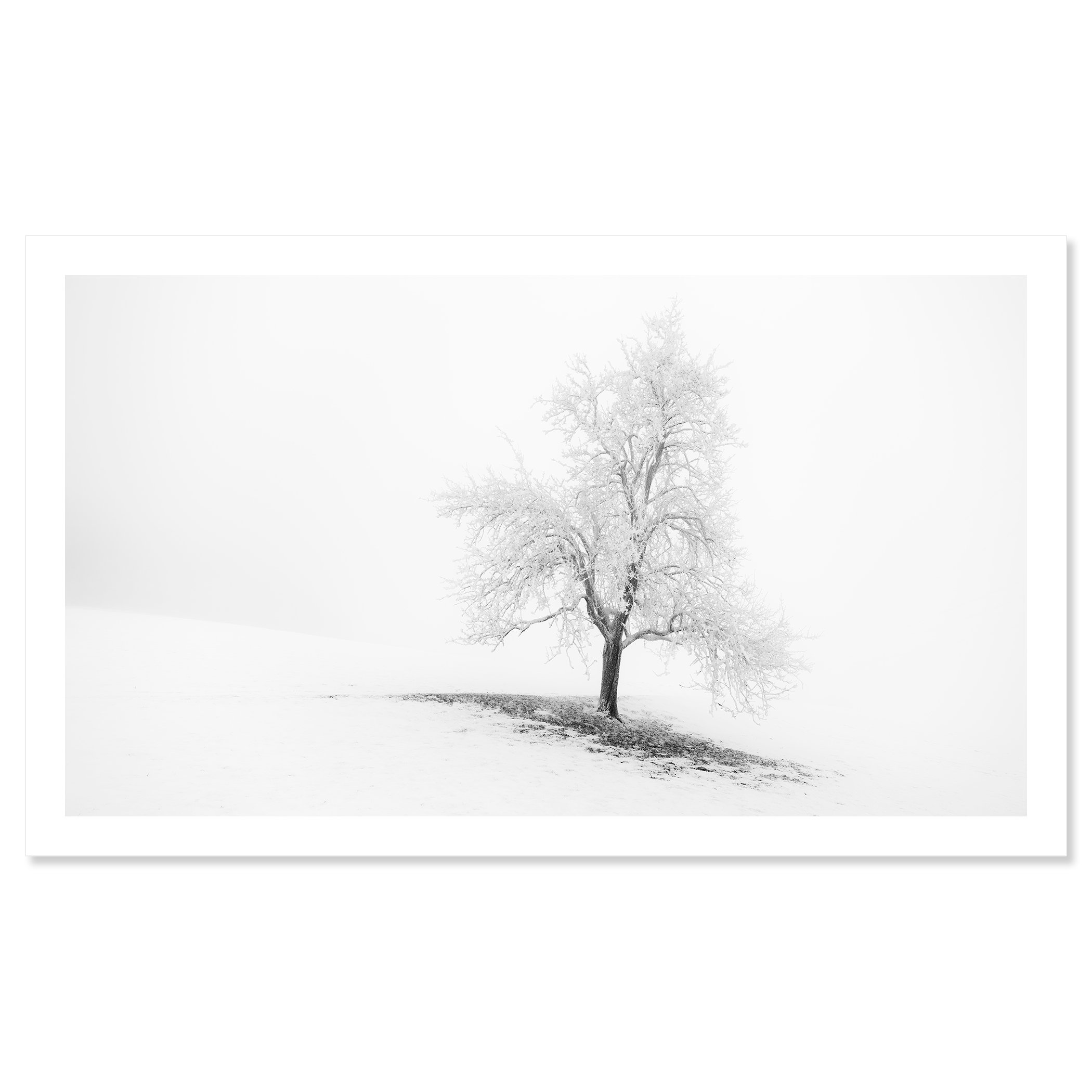 Frosted Winter Tree Panorama by Gerald Berghammer, black-and-white archival pigment print on Hahnemühle Photo Rag Baryta.