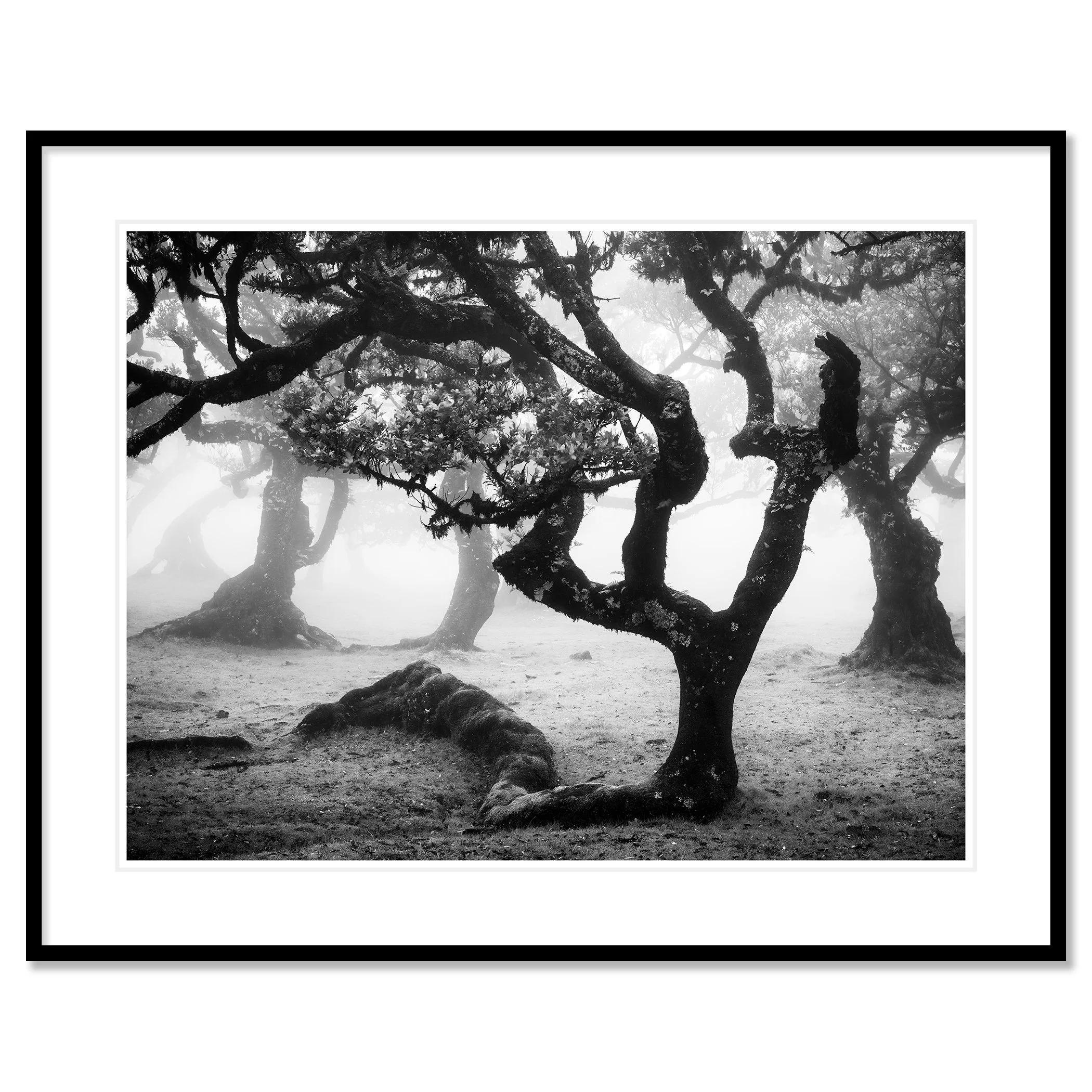 Ancient Laurisilva Forest, Study 13 – archival pigment print with white mount in a black aluminium frame by Gerald Berghammer.