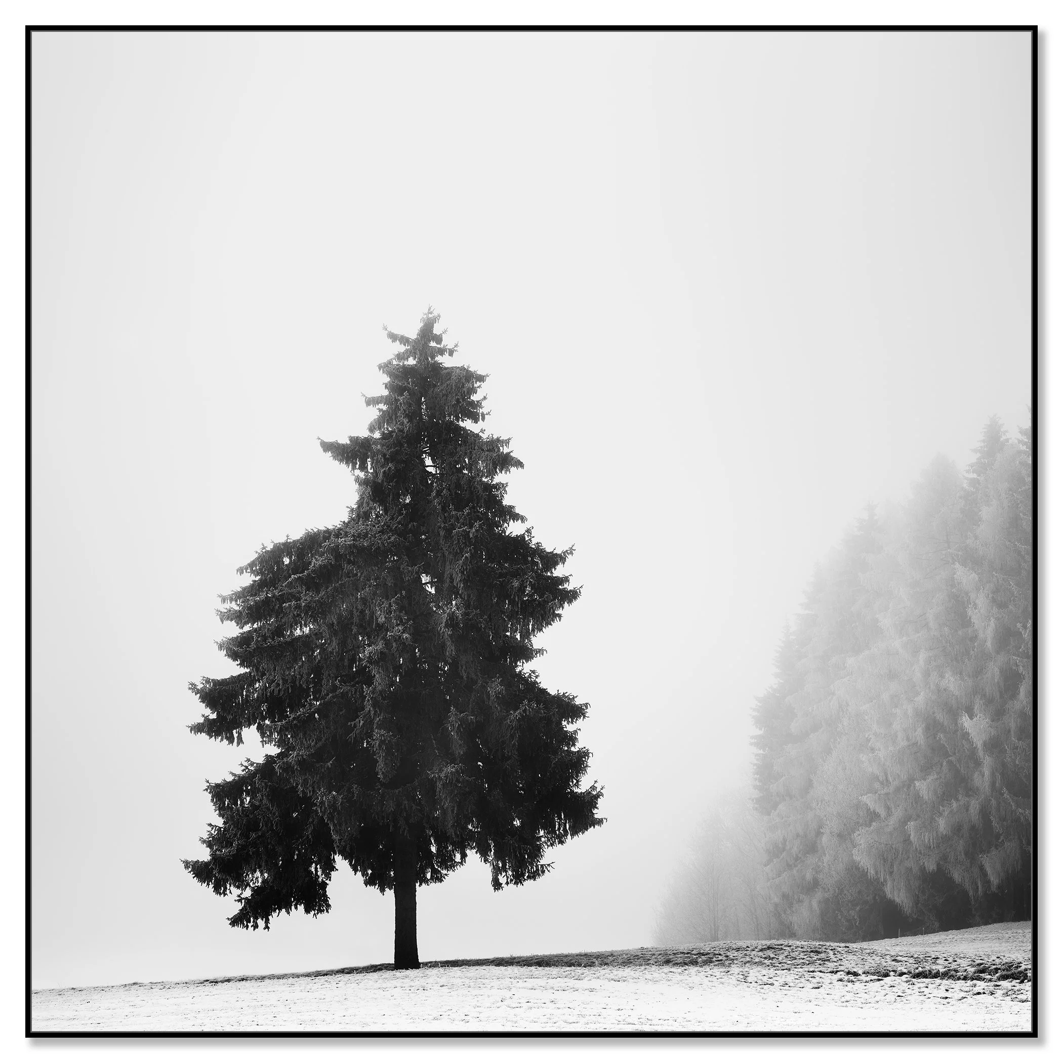 Christmas Tree Study 1 mounted on aluminium Dibond in a black ArtBox frame by Gerald Berghammer.