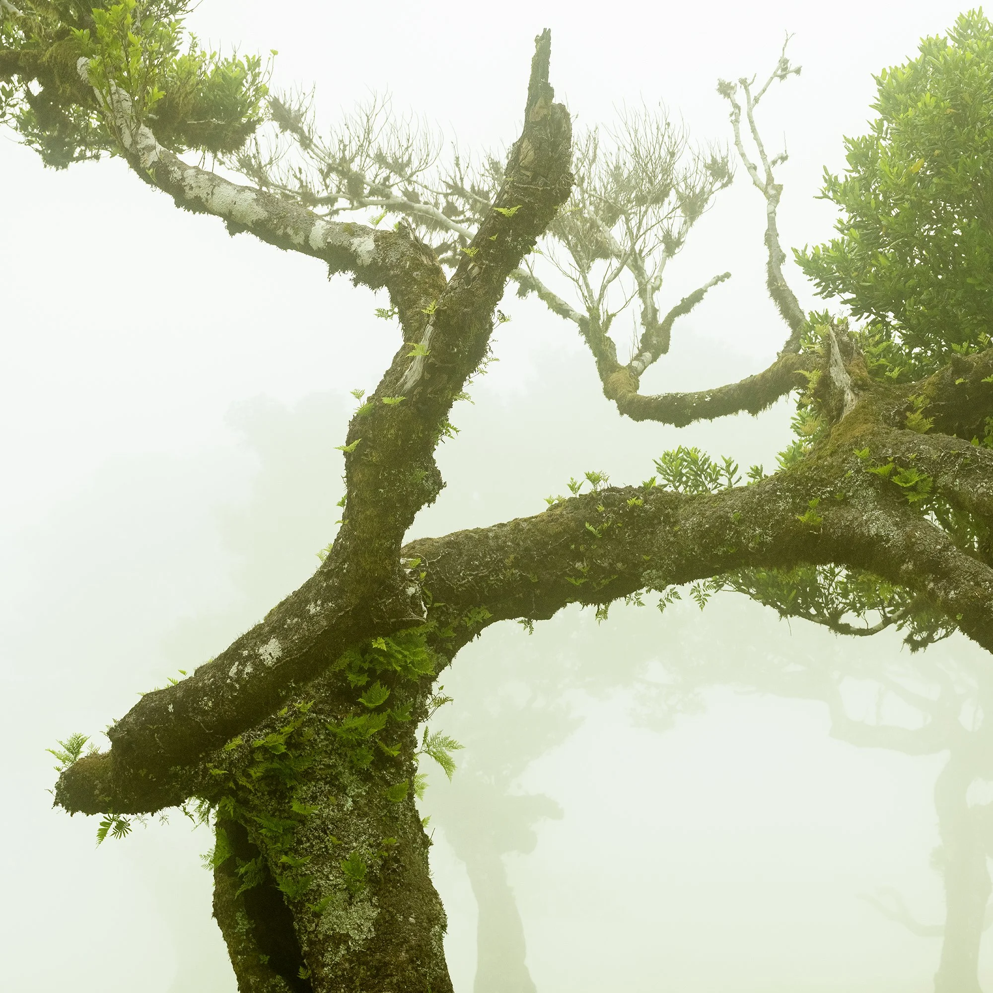 © 2021 Gerald Berghammer - A twisted tree with green foliage standing alone on a grassy field, shrouded in fog. Print detail 3