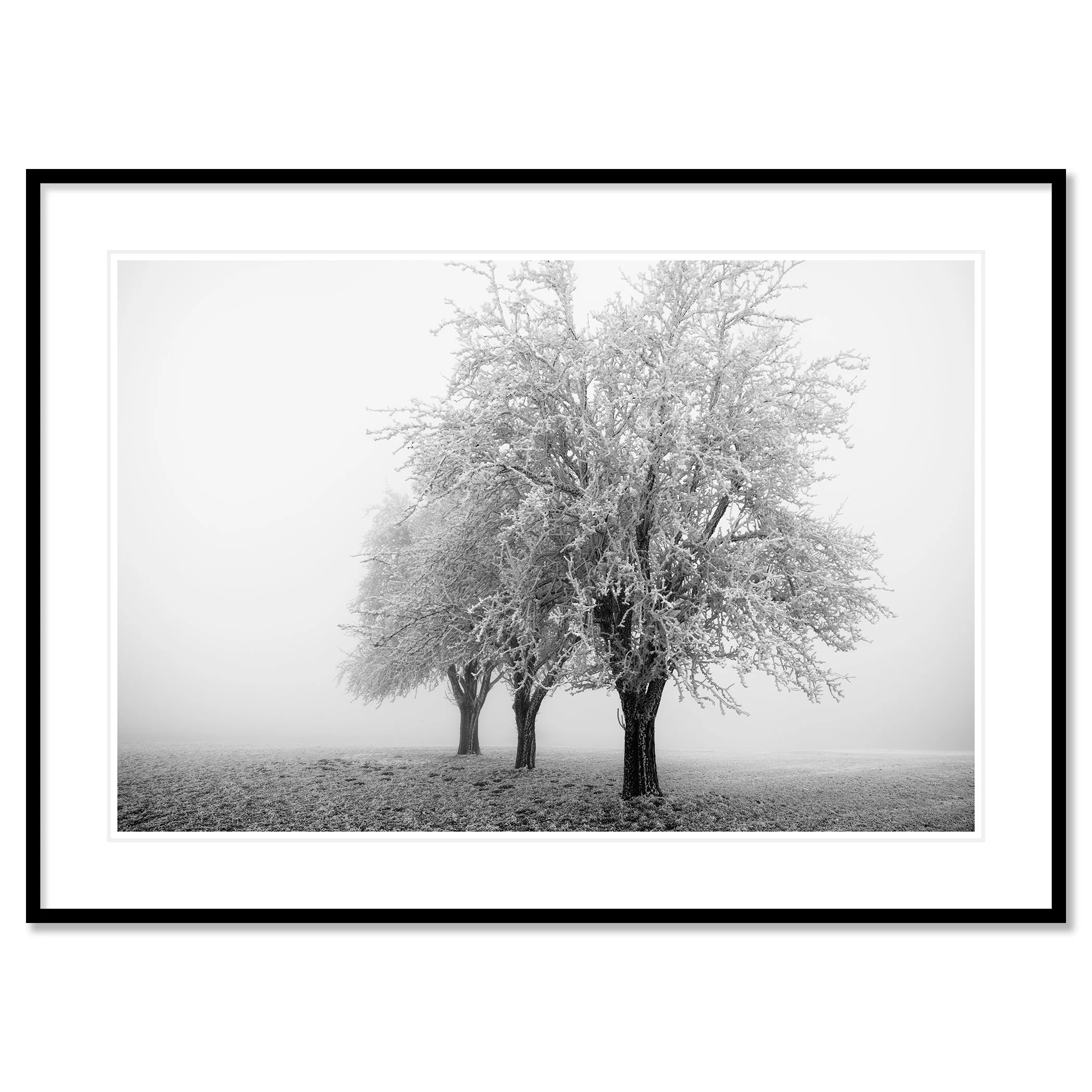 Frozen Apple Trees Study 3 as an archival pigment print with a white mount in a black aluminium frame by Gerald Berghammer.