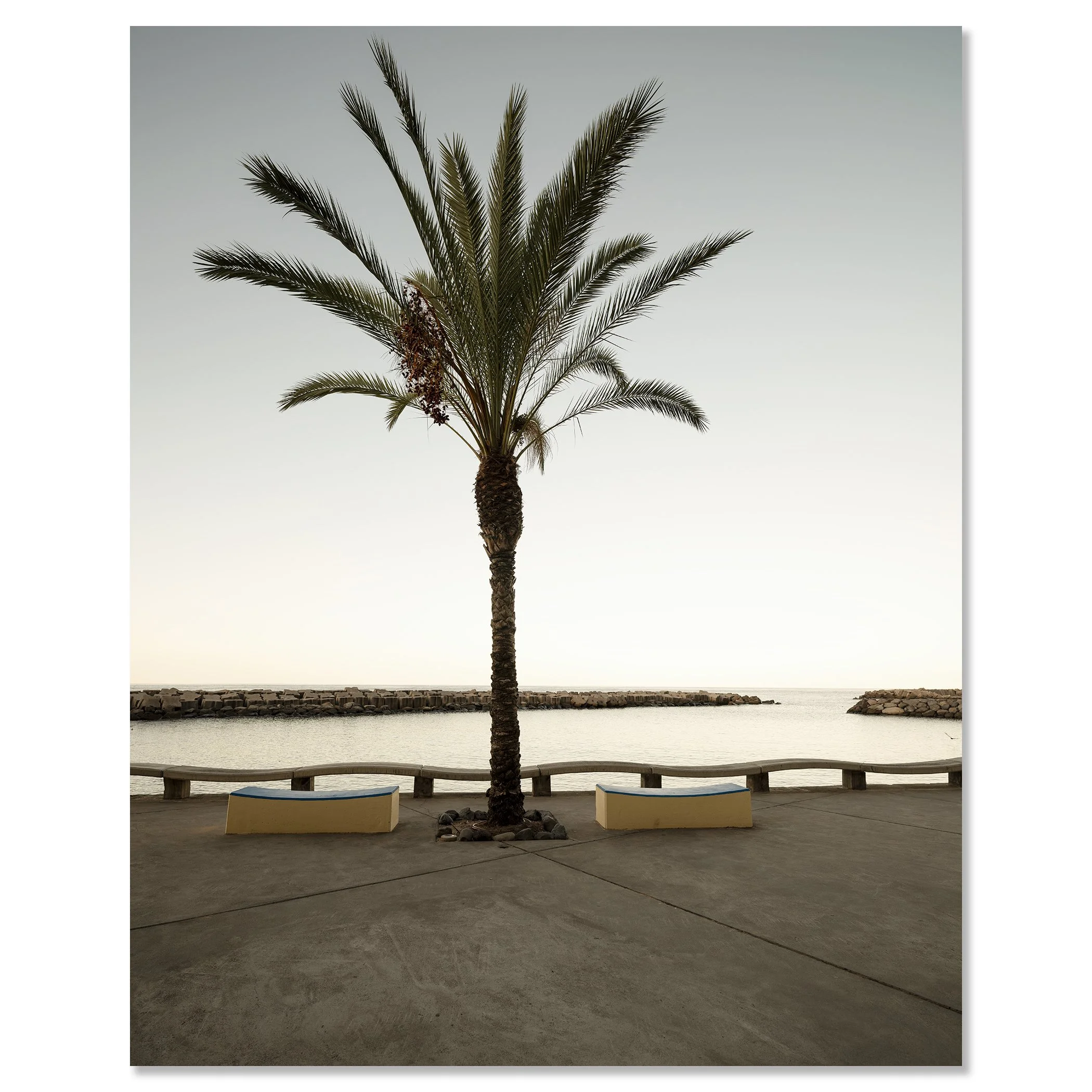 Single palm tree on a concrete seafront promenade with two benches and a curved sea wall under a grey sky – dibond frameless