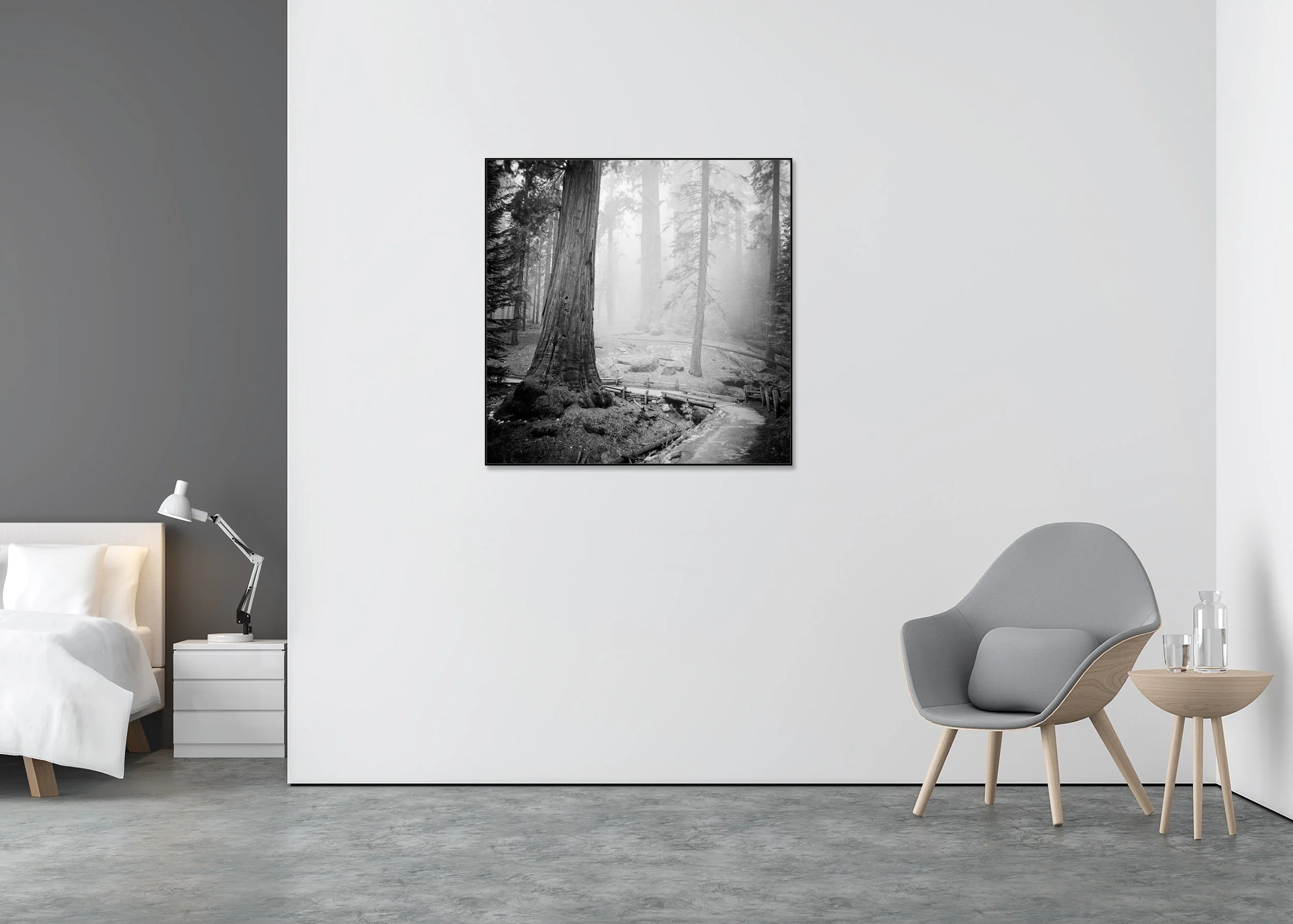 Redwood Study 2 displayed in a modern interior as a black-and-white Dibond print in a black aluminium ArtBox frame by Gerald Berghammer.