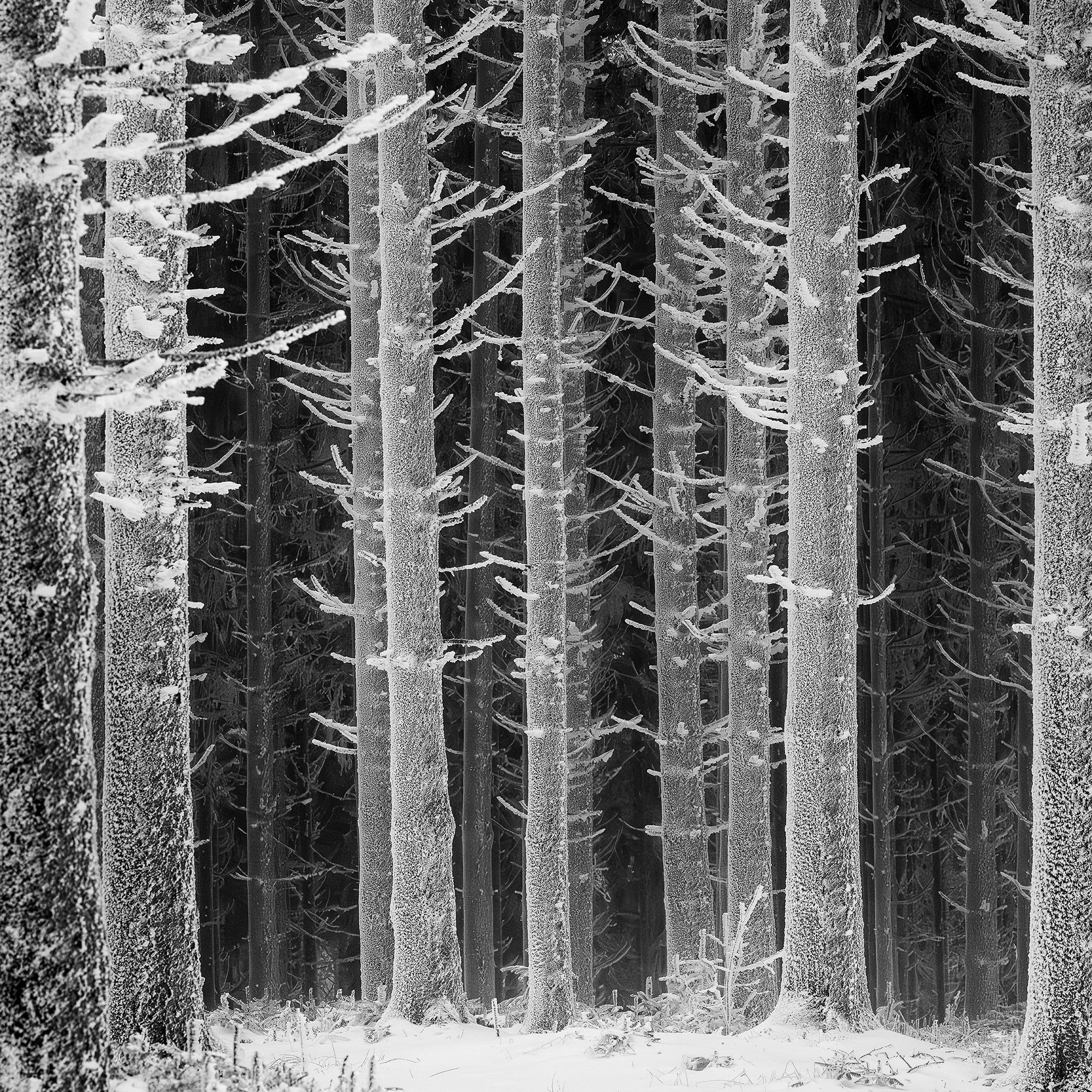 Fine art photograph detail showing frost-covered branches and woodland textures in Austria by Gerald Berghammer.