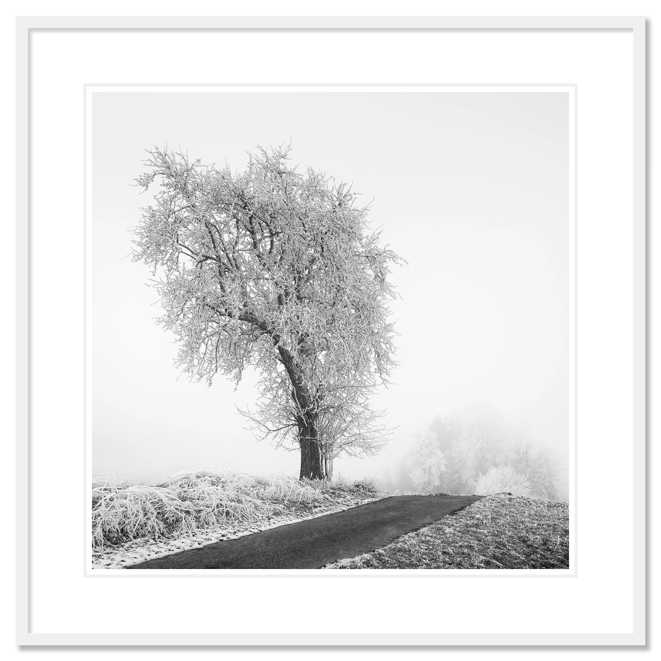 Frozen Farmland Study 3 by Gerald Berghammer, minimalist photograph of a frost-covered tree in a white aluminium frame with a white mount.