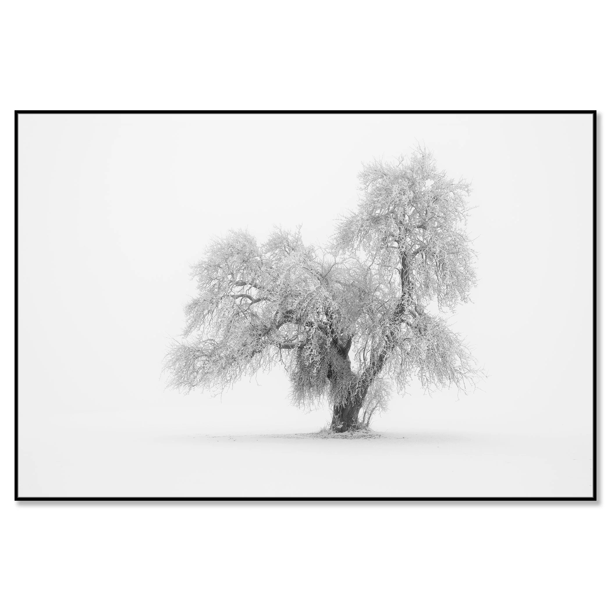 Minimalist Winter Tree Study 1 by Gerald Berghammer mounted on aluminium Dibond in a black ArtBox frame.