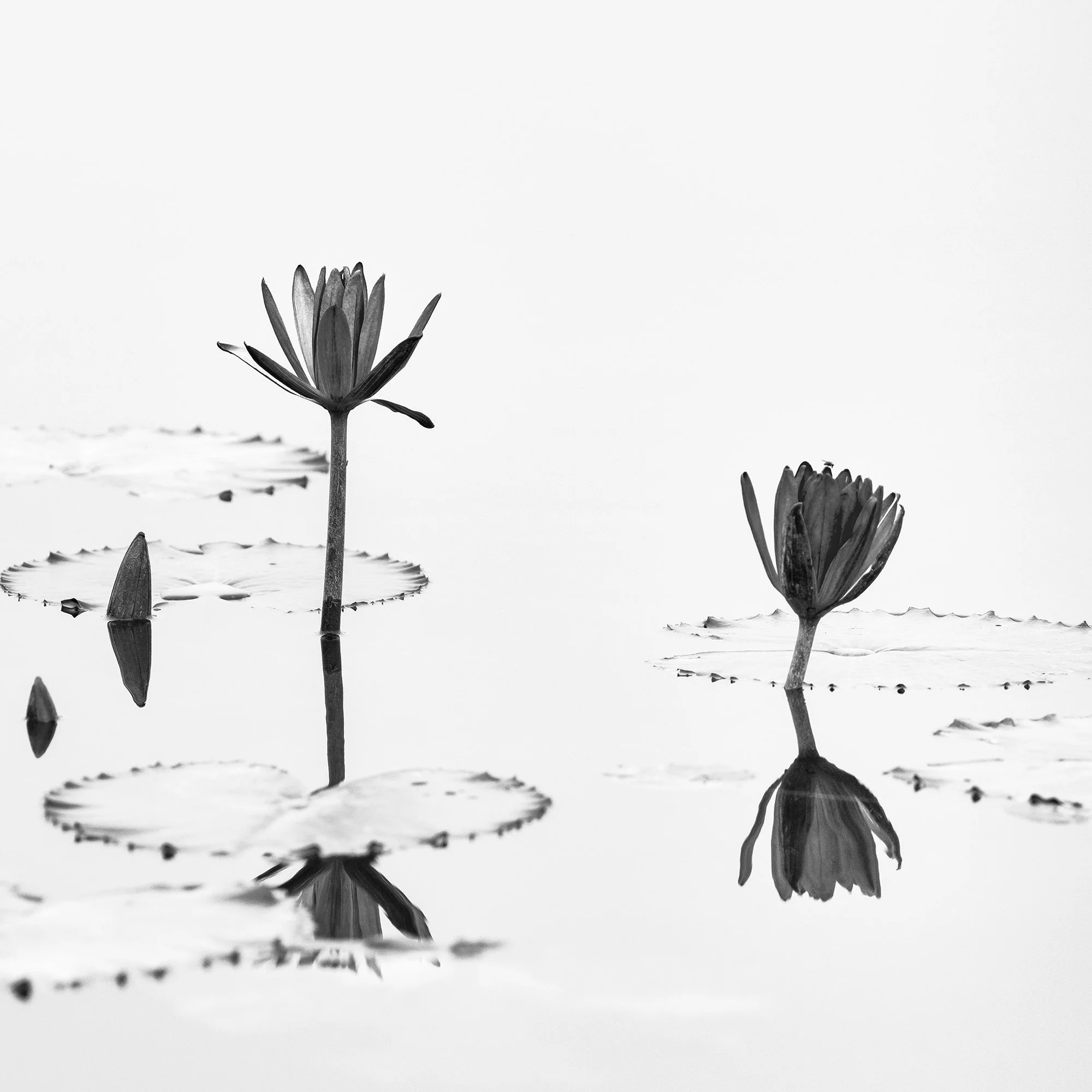 Lotus Flower Study 1 detail – black-and-white lotus flowers reflected in calm water in the Mekong Delta by Gerald Berghammer.