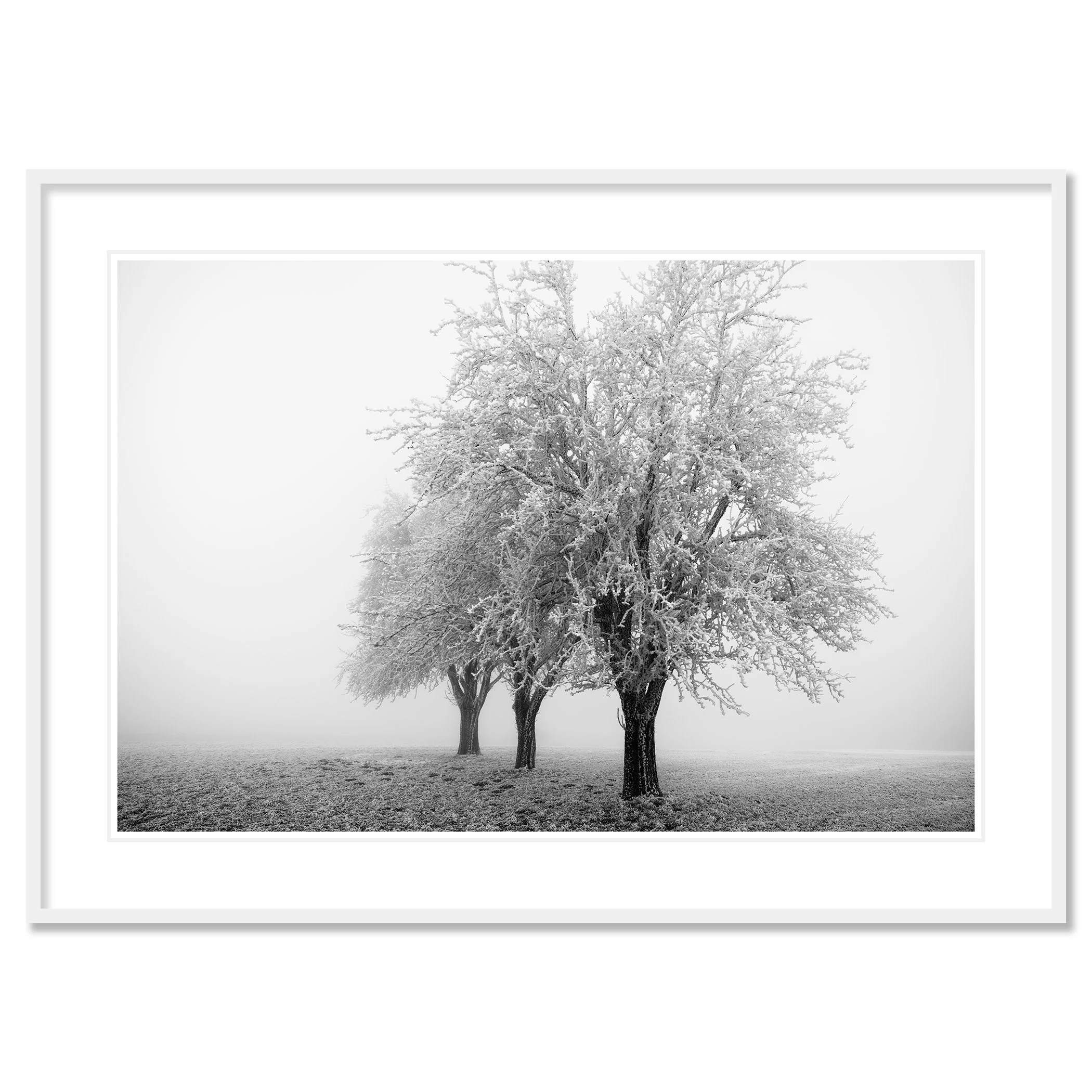 Frozen Apple Trees Study 3 as an archival pigment print with a white mount in a white aluminium frame by Gerald Berghammer.