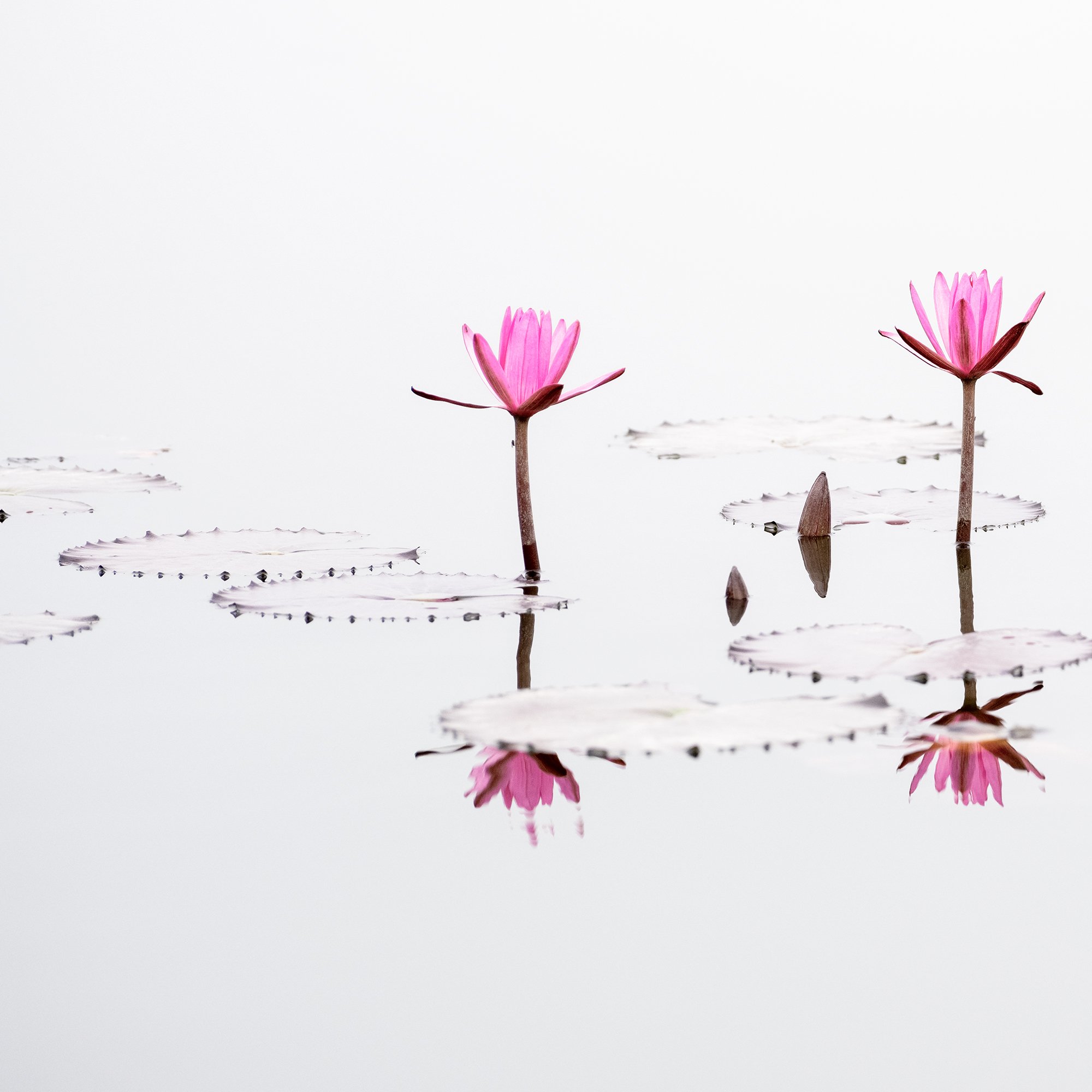 © 2025 Gerald Berghammer - Minimalist fine art photograph of pink water lilies reflected on calm water with clean white background. Print detail 1