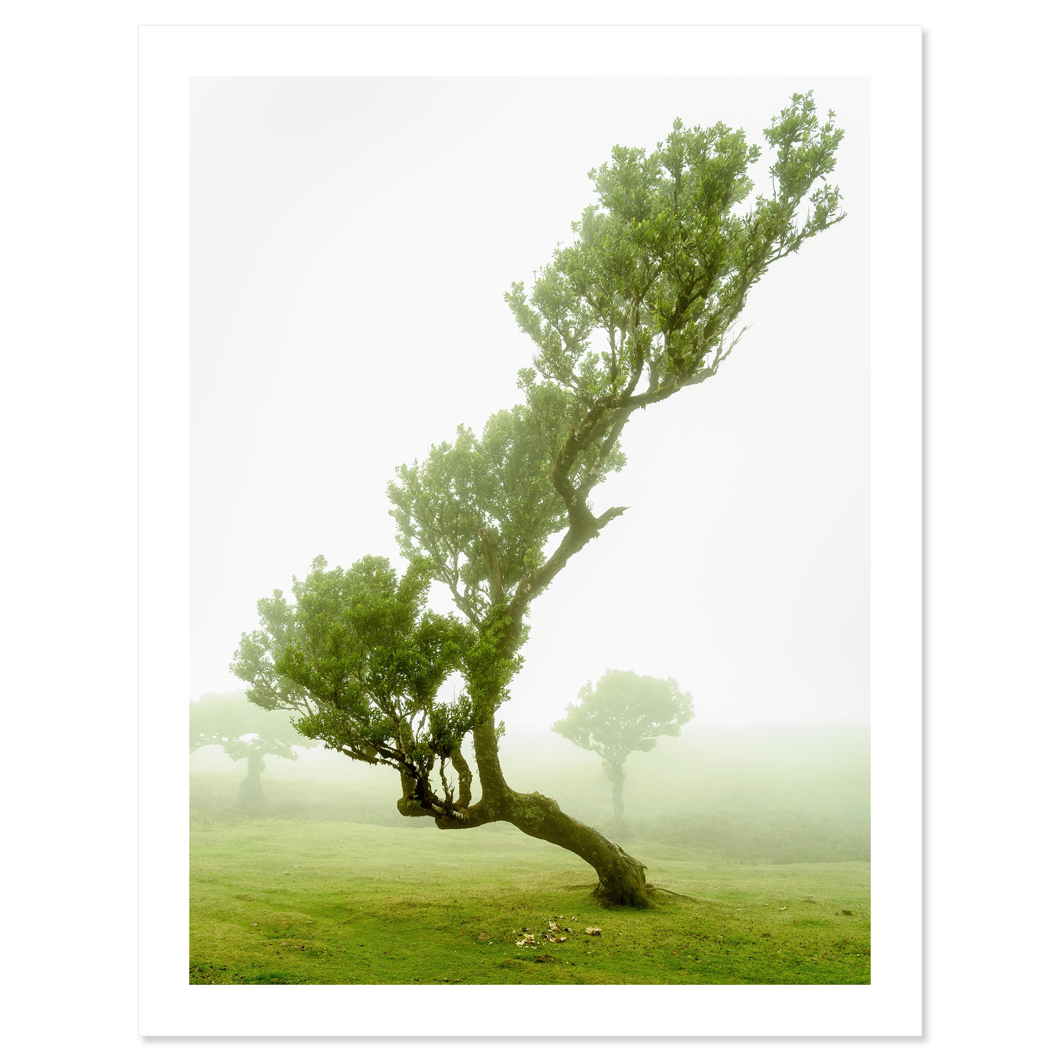 © 2021 Gerald Berghammer - A bent, twisted tree with green leaves in a foggy landscape with other trees in the background. Fine art print only