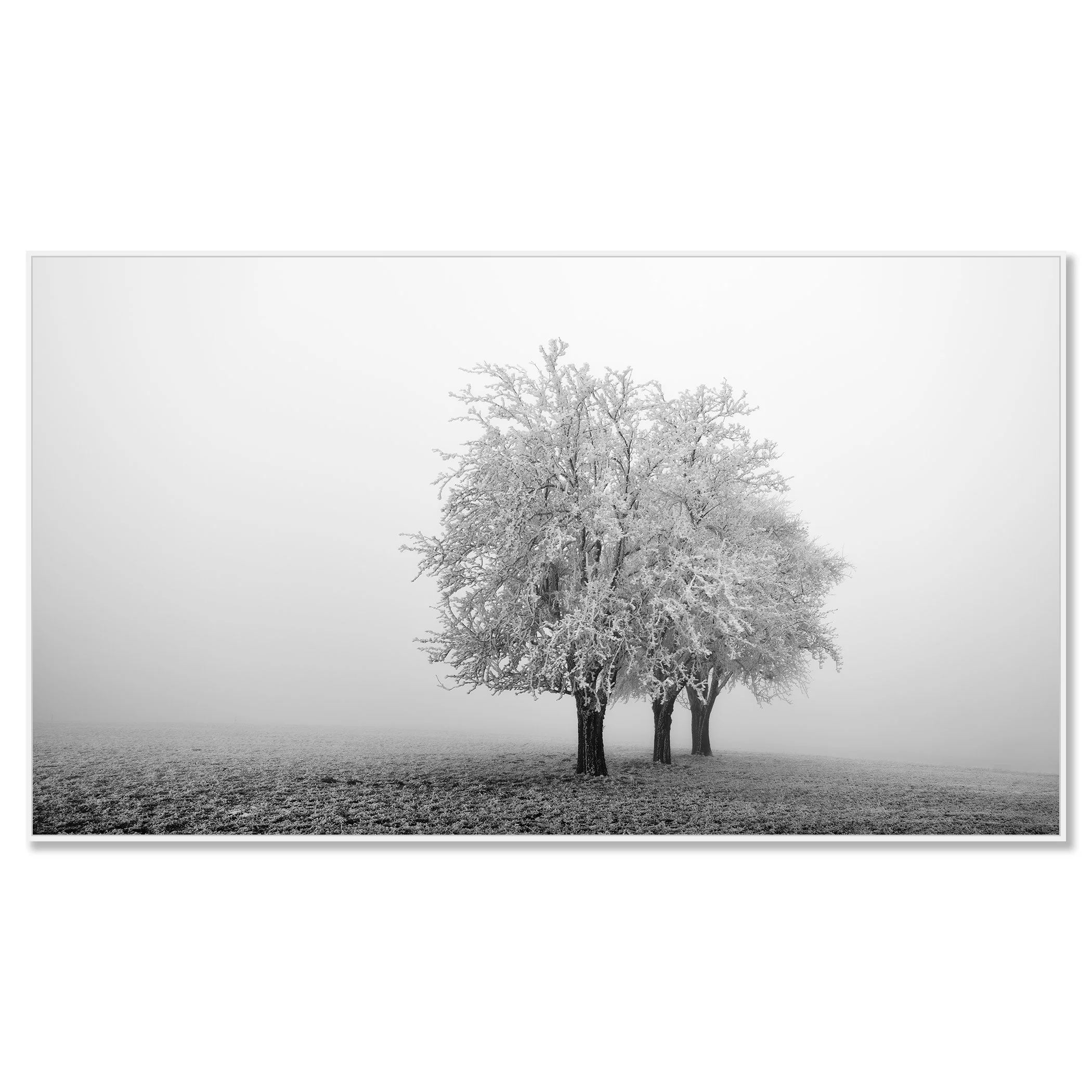 Frozen Apple Trees Panorama Study 1 mounted on aluminium Dibond in a white ArtBox frame by Gerald Berghammer.