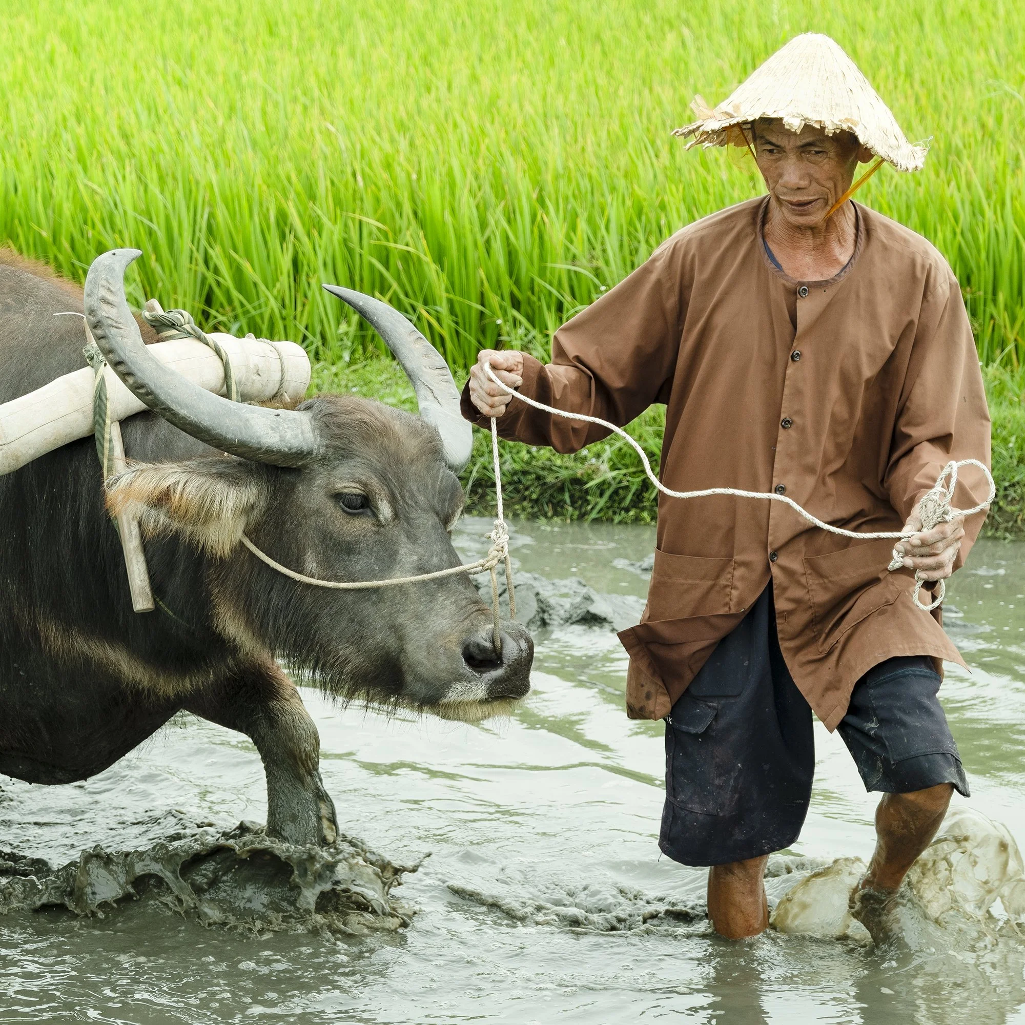 Gerald Berghammer - Color landscape photography. A farmer wearing a conical hat guides a water buffalo through a flooded rice field. Print detail 3