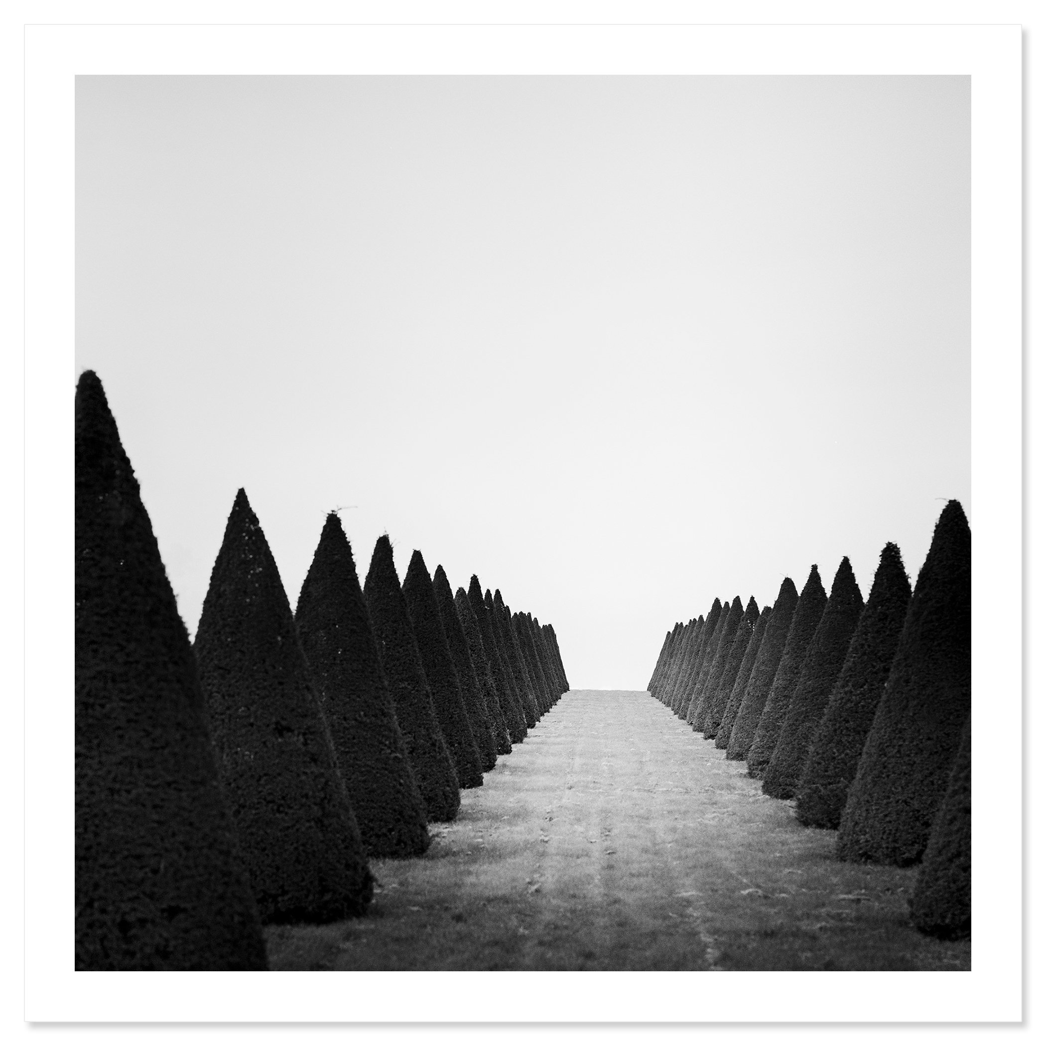 Hedges Study 4 fine art print with white border by Gerald Berghammer, Versailles, France.