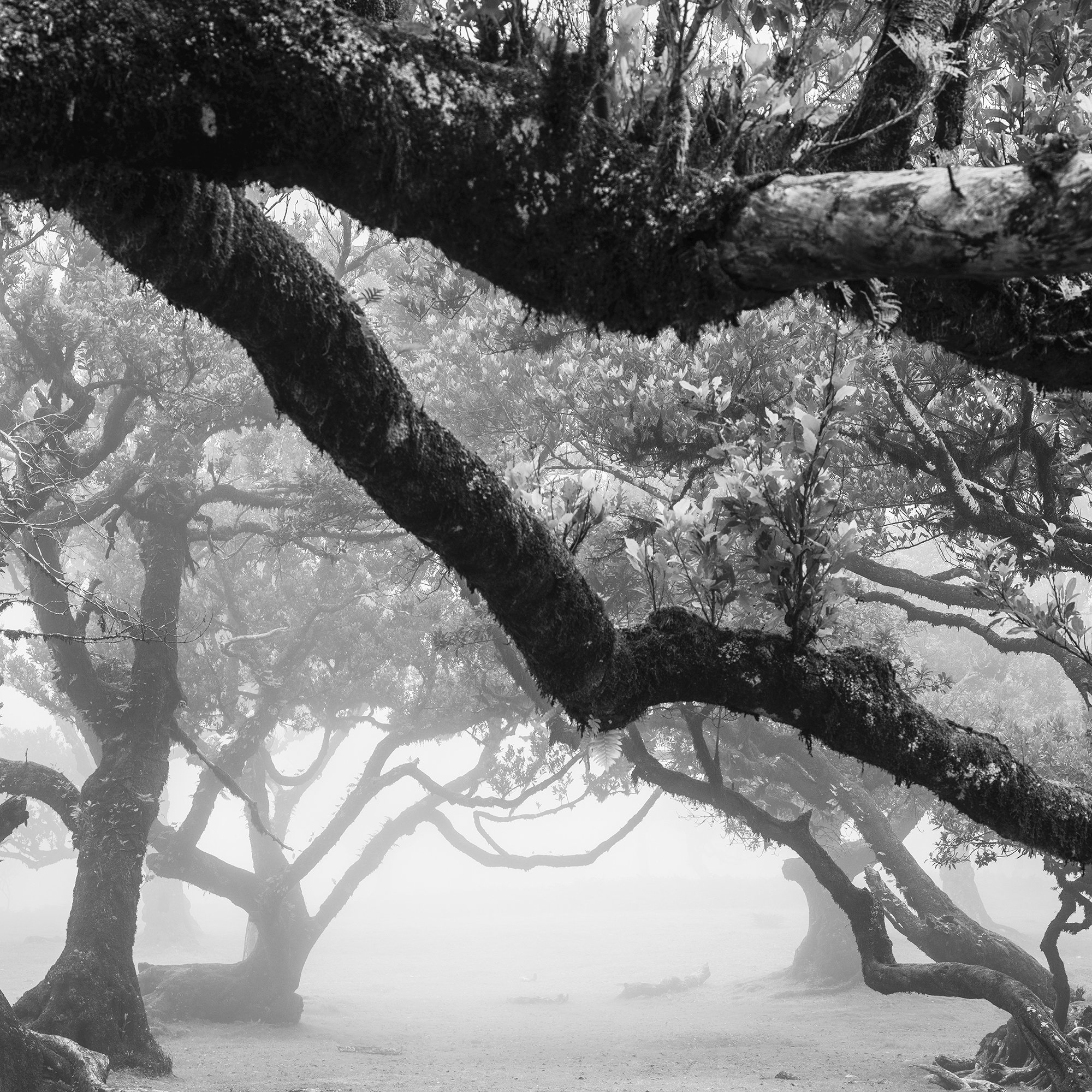 Black and white photo of twisted trees in a misty forest landscape – zoomed-in view