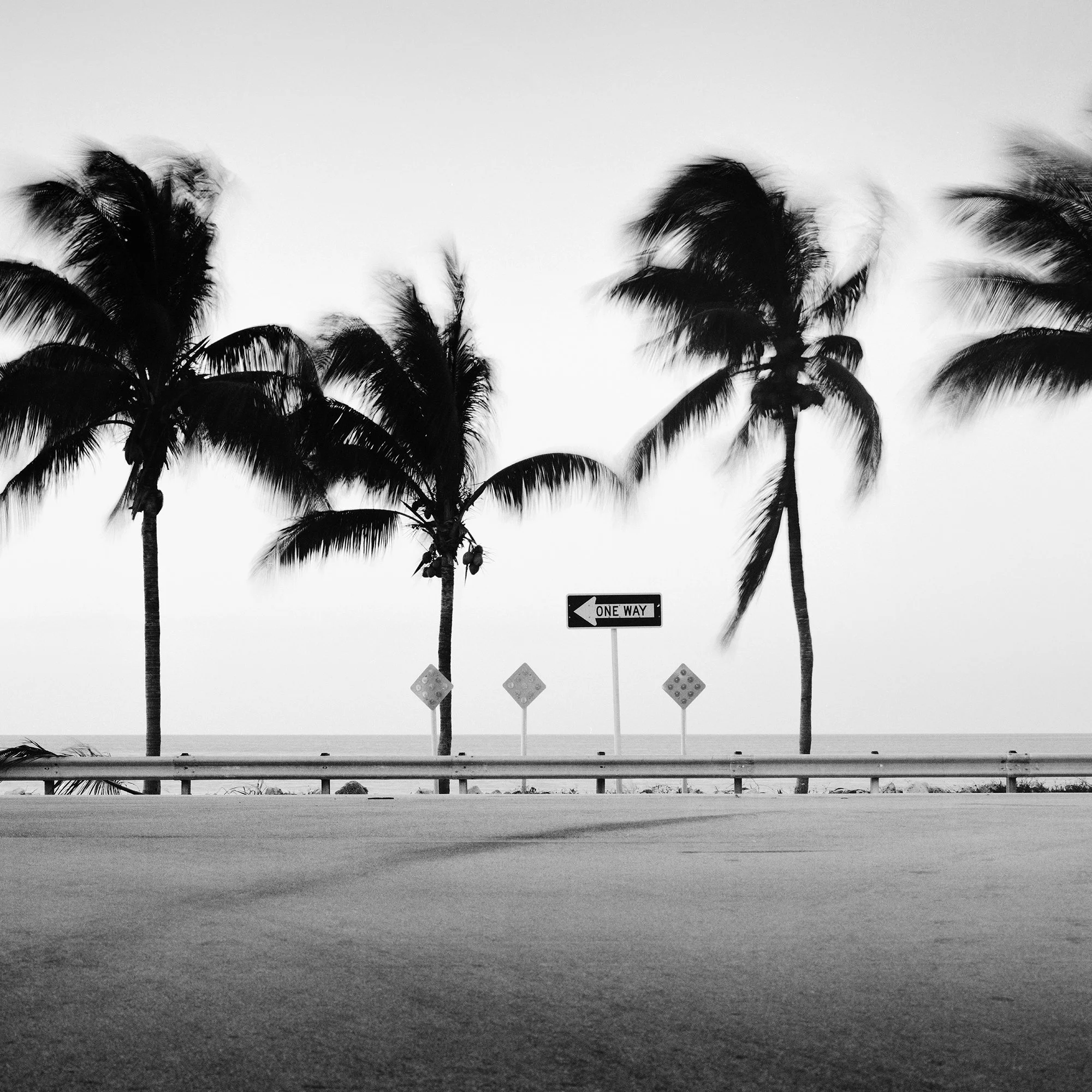 Detail of One Way Panorama Study 1 showing palm trees and a One Way road sign in Florida, photographed in black and white by Gerald Berghammer.