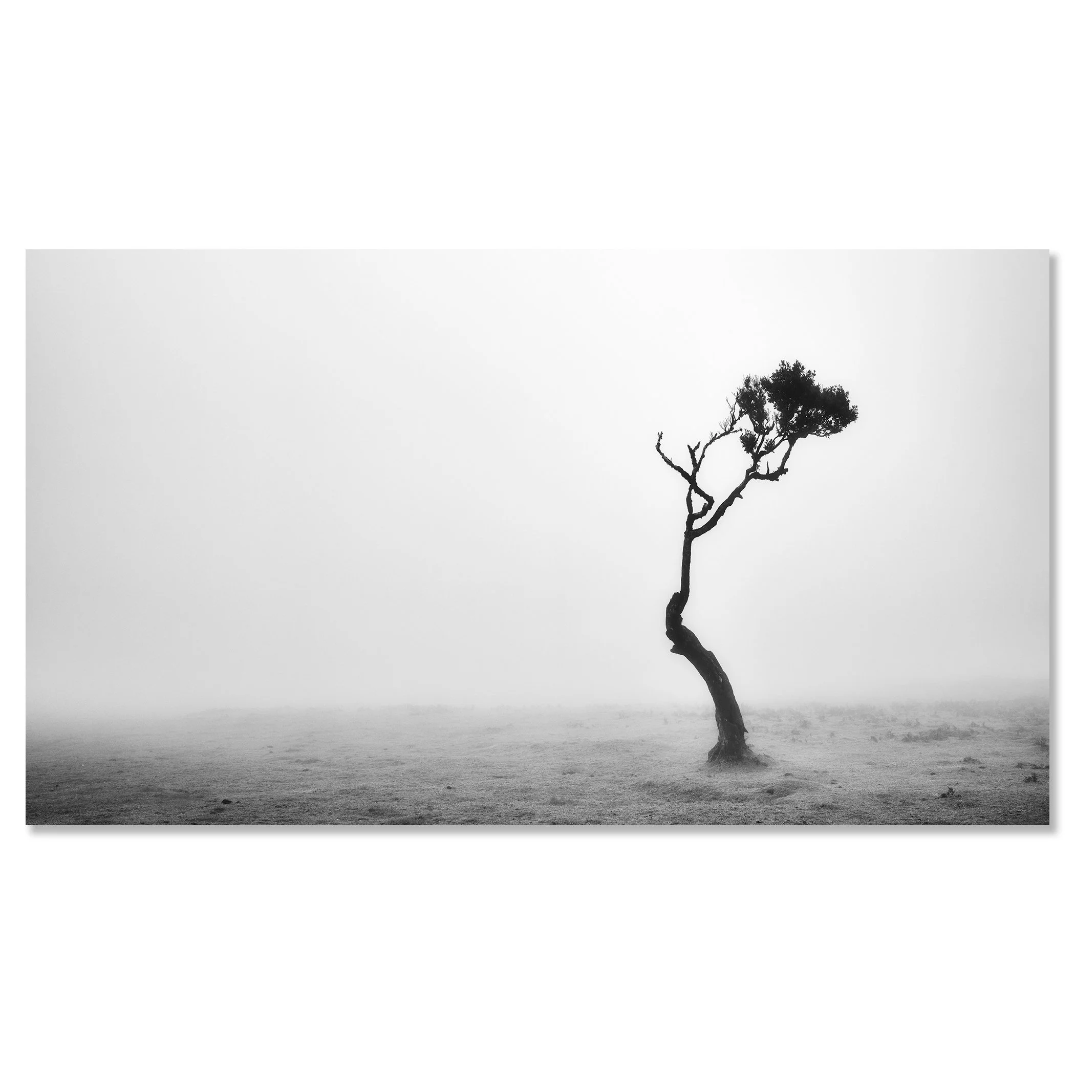 Lonely Tree in the Fog by Gerald Berghammer, frameless black-and-white photograph mounted on aluminium Dibond.