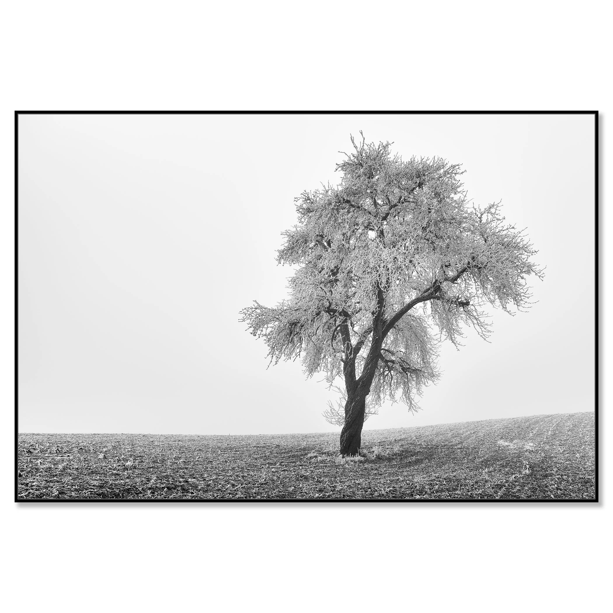 Tree in Frozen Field Study 1 – black-and-white photograph of a solitary tree in Austria mounted on aluminium Dibond in a black ArtBox frame.