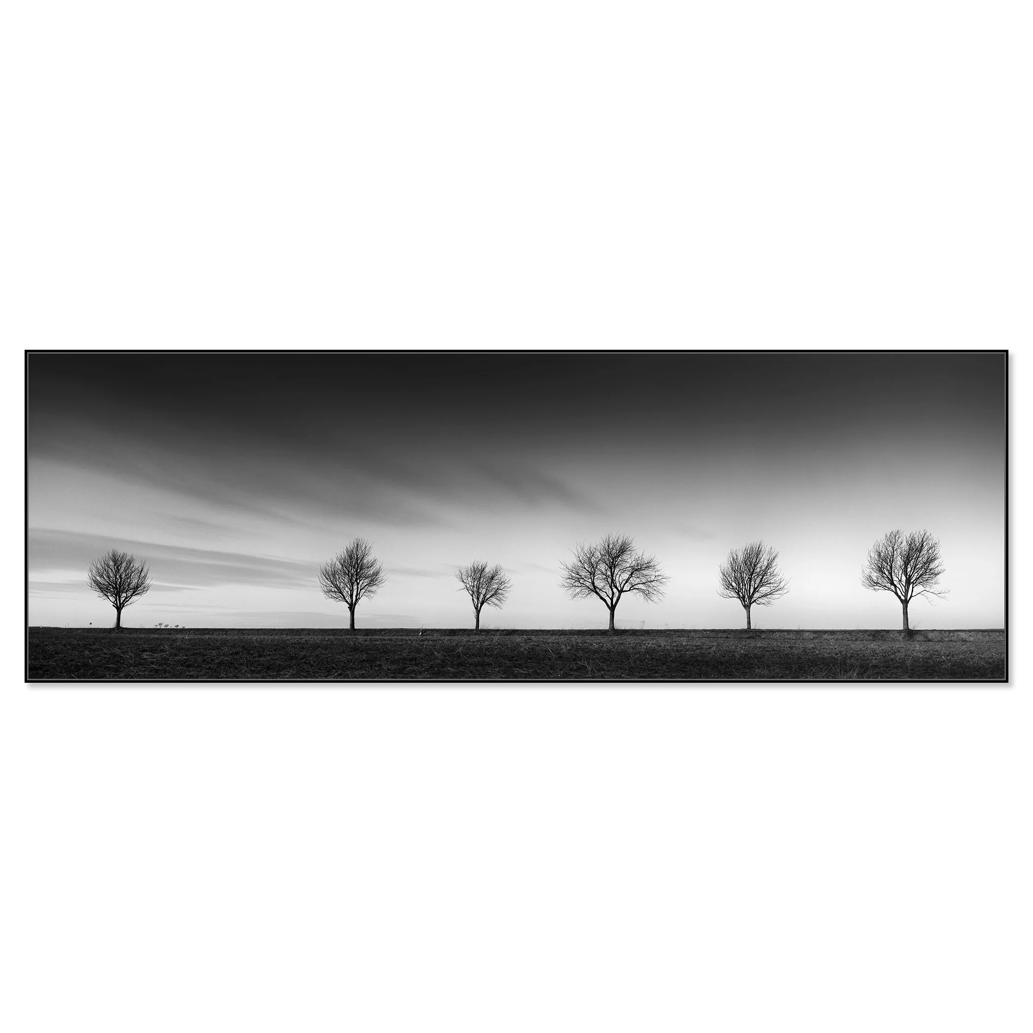Gerald Berghammer - Black and white landscape panorama photography. Six leafless trees evenly spaced across a flat landscape under a dramatic, cloudy sky. Chromaluxe framed black