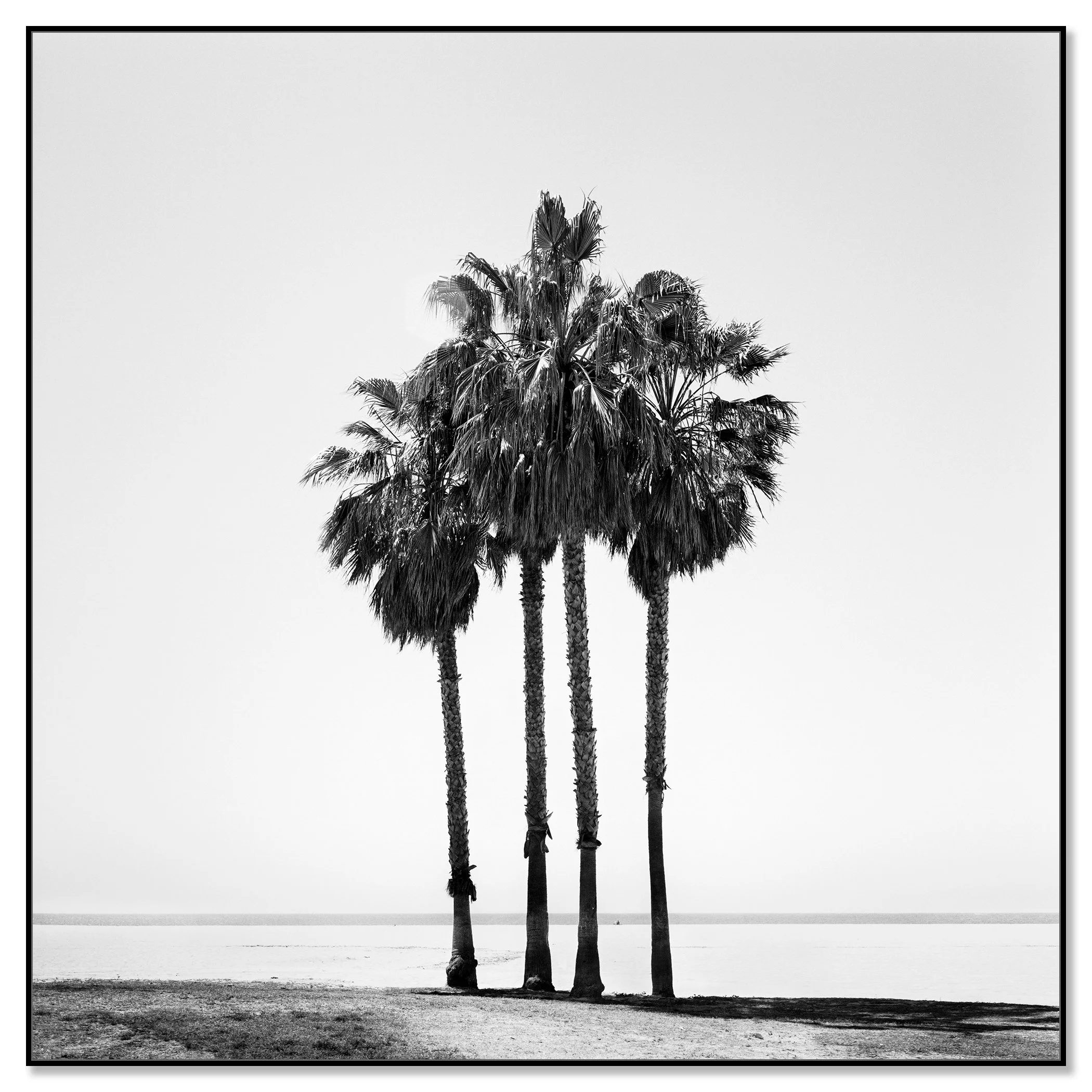 Four Palm Trees – California, USA mounted on aluminium Dibond in a black ArtBox frame by Gerald Berghammer.