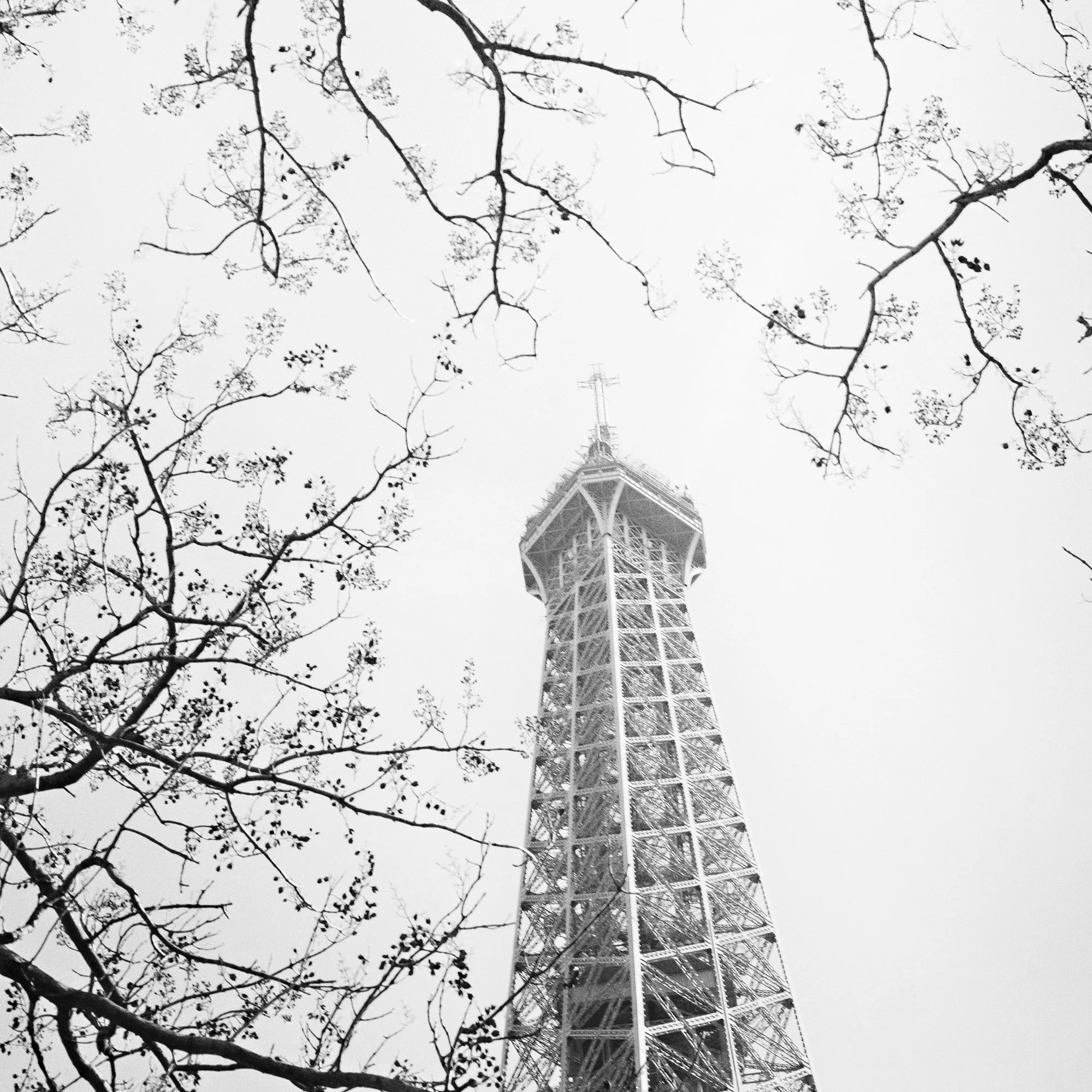 Tree and the Eiffel Tower – detail of the limited-edition black-and-white fine art print by Gerald Berghammer