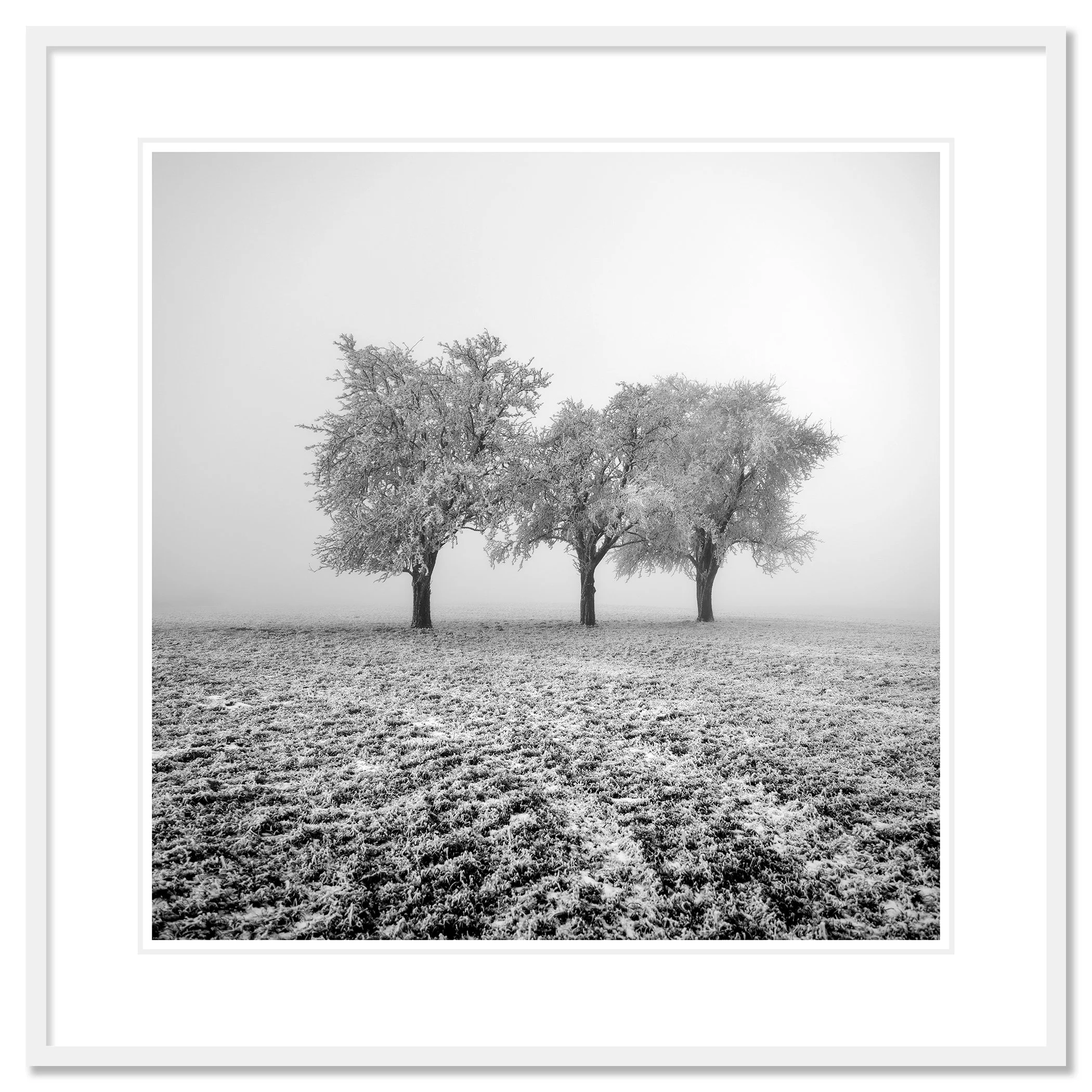 Frozen Apple Trees Study 1 – Austria, archival pigment print in a white aluminium frame with white mount and anti-reflective glass.
