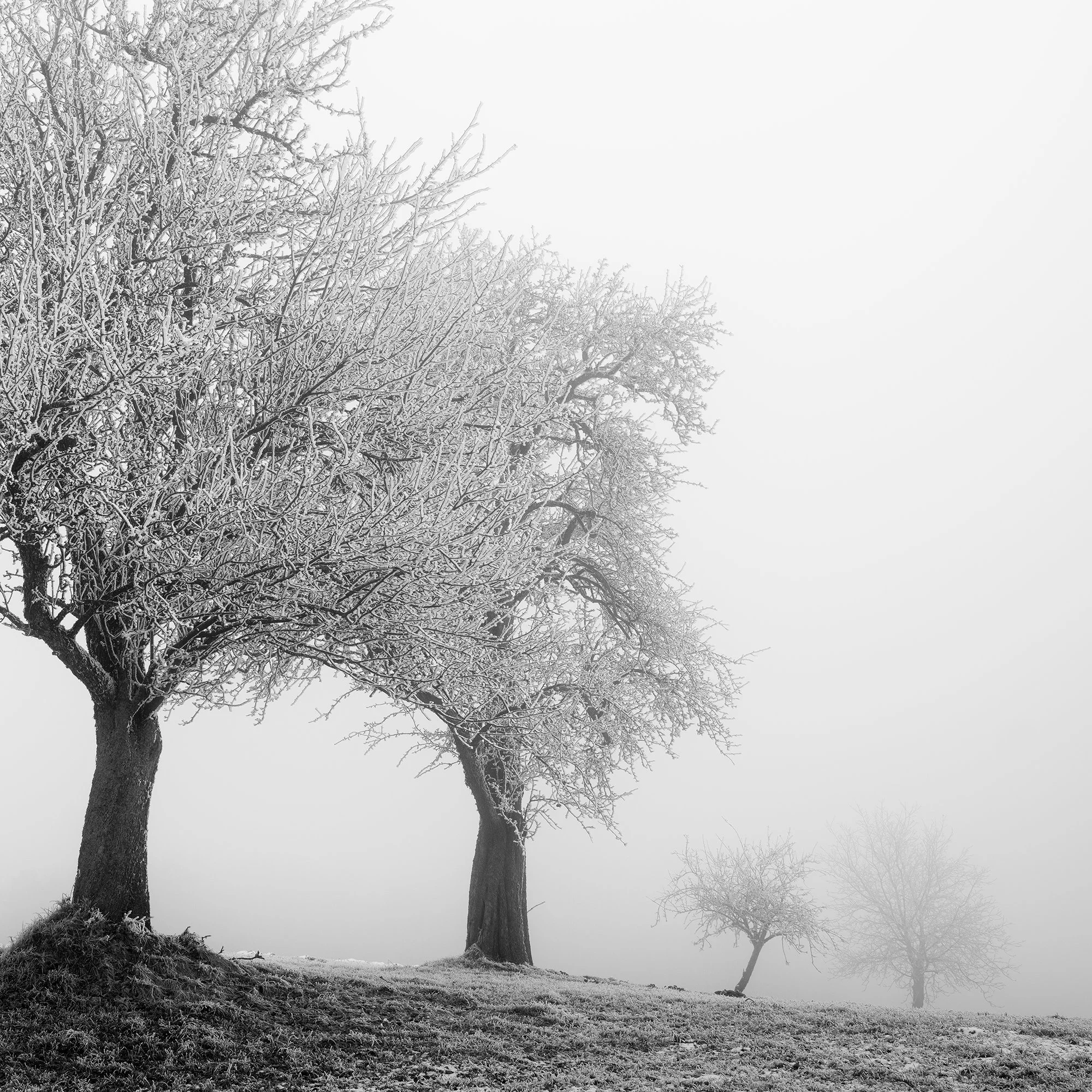Cropped view of frosted trees and winter mist in Frozen Landscape Study 1 by Gerald Berghammer.
